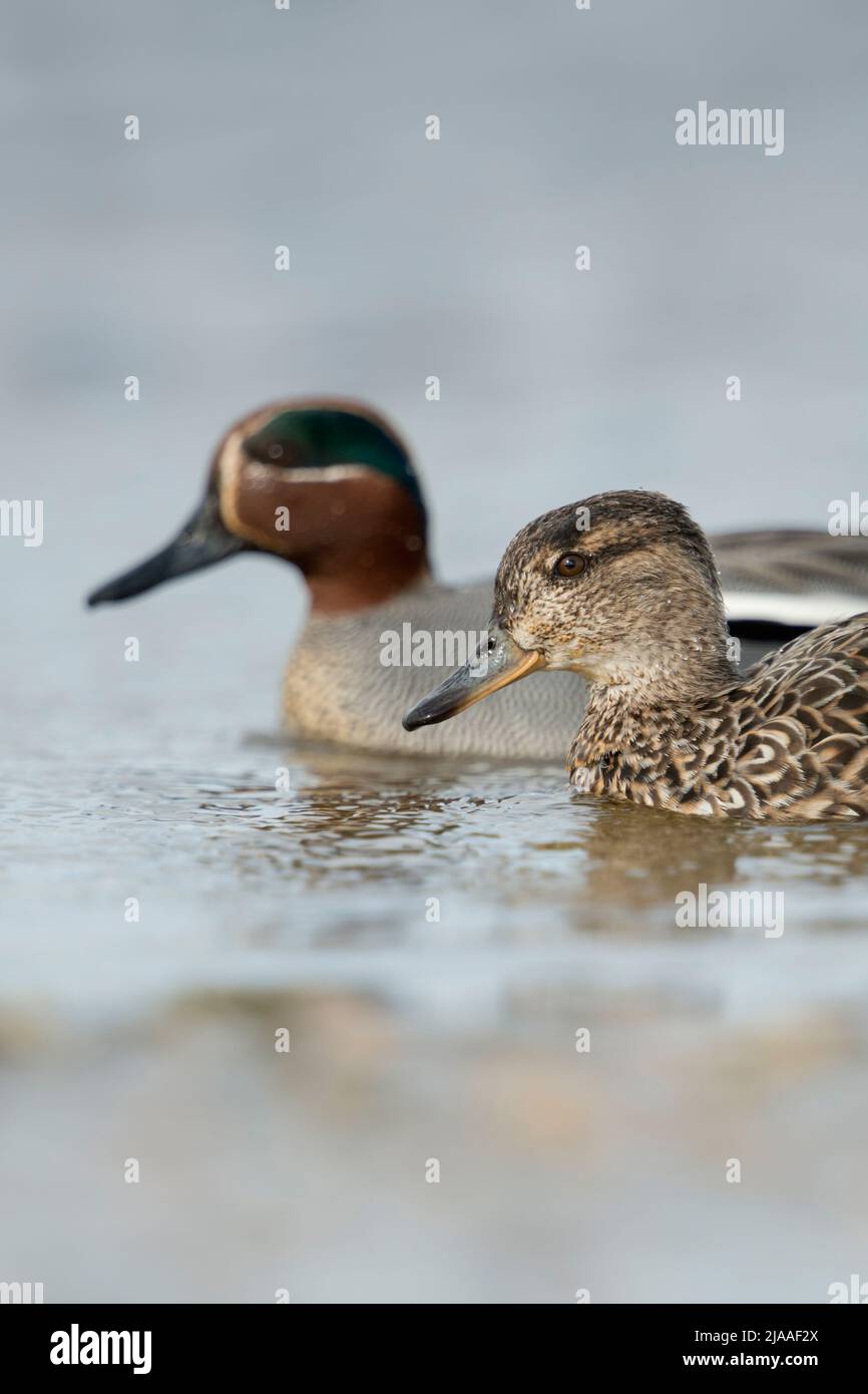 Teal / Krickente ( Anas crecca ), female together with male, pair of teals,  couple, in colourful breeding dress, swimming next to each other, Europe. Stock Photo