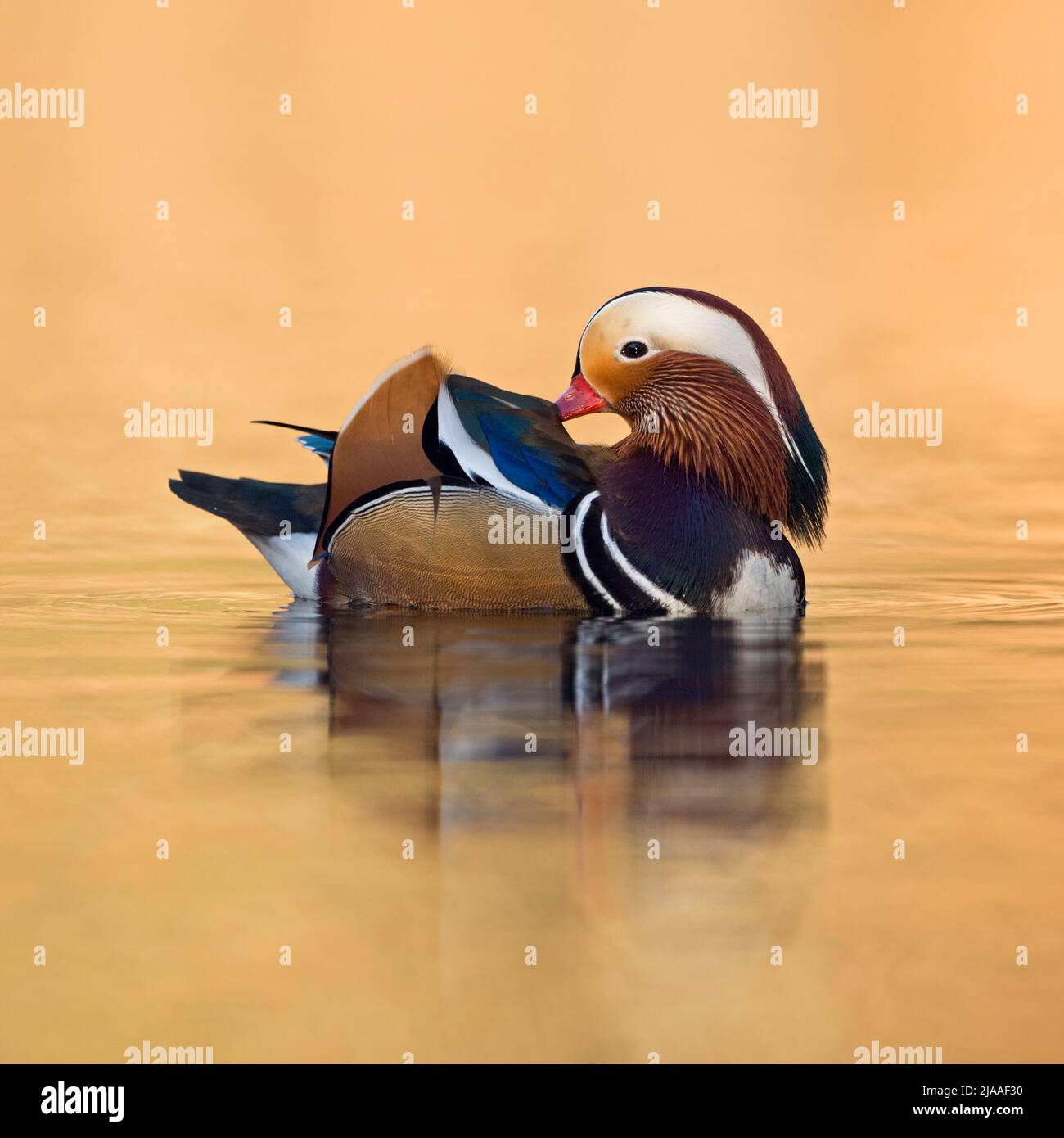 Mandarin Duck / Mandarinente ( Aix galericulata ), pretty male, cleaning its feathers, taking care of its plumage, golden october light, Europe. Stock Photo