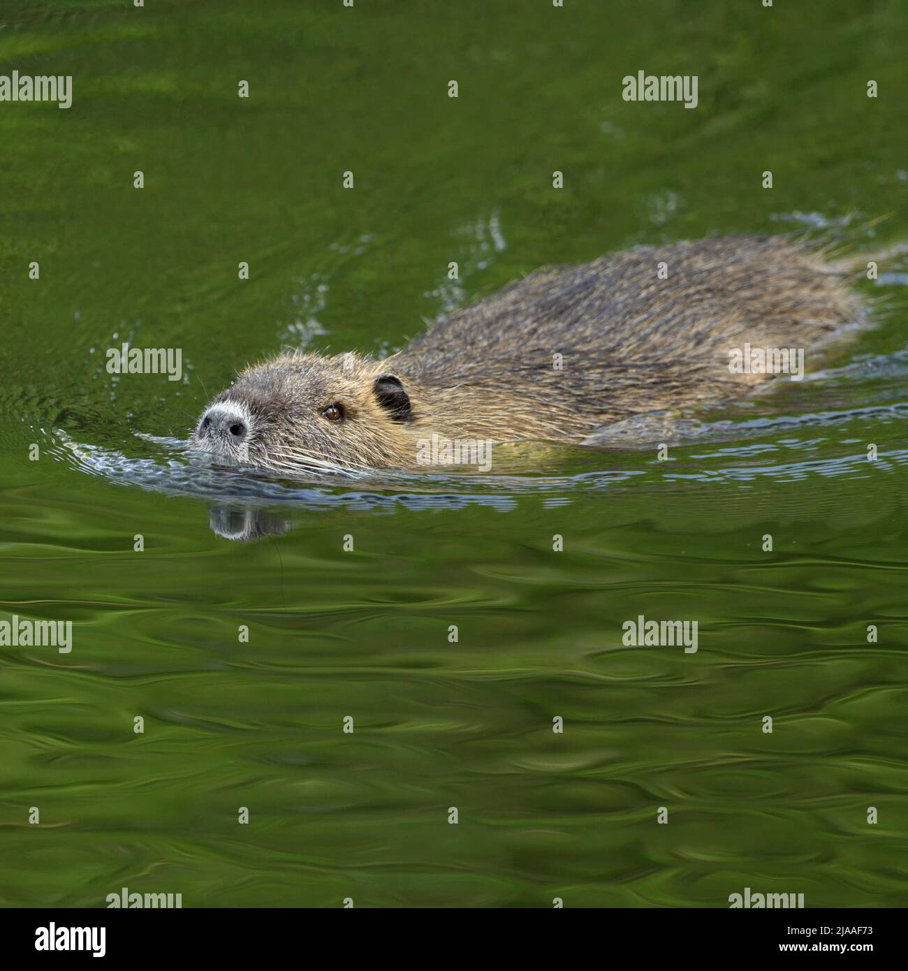 Coypu / River Rat / Nutria ( Myocastor coypus ) swims in a hurry through nice green coloured water, invasive species, wildlife, Europe Stock Photo