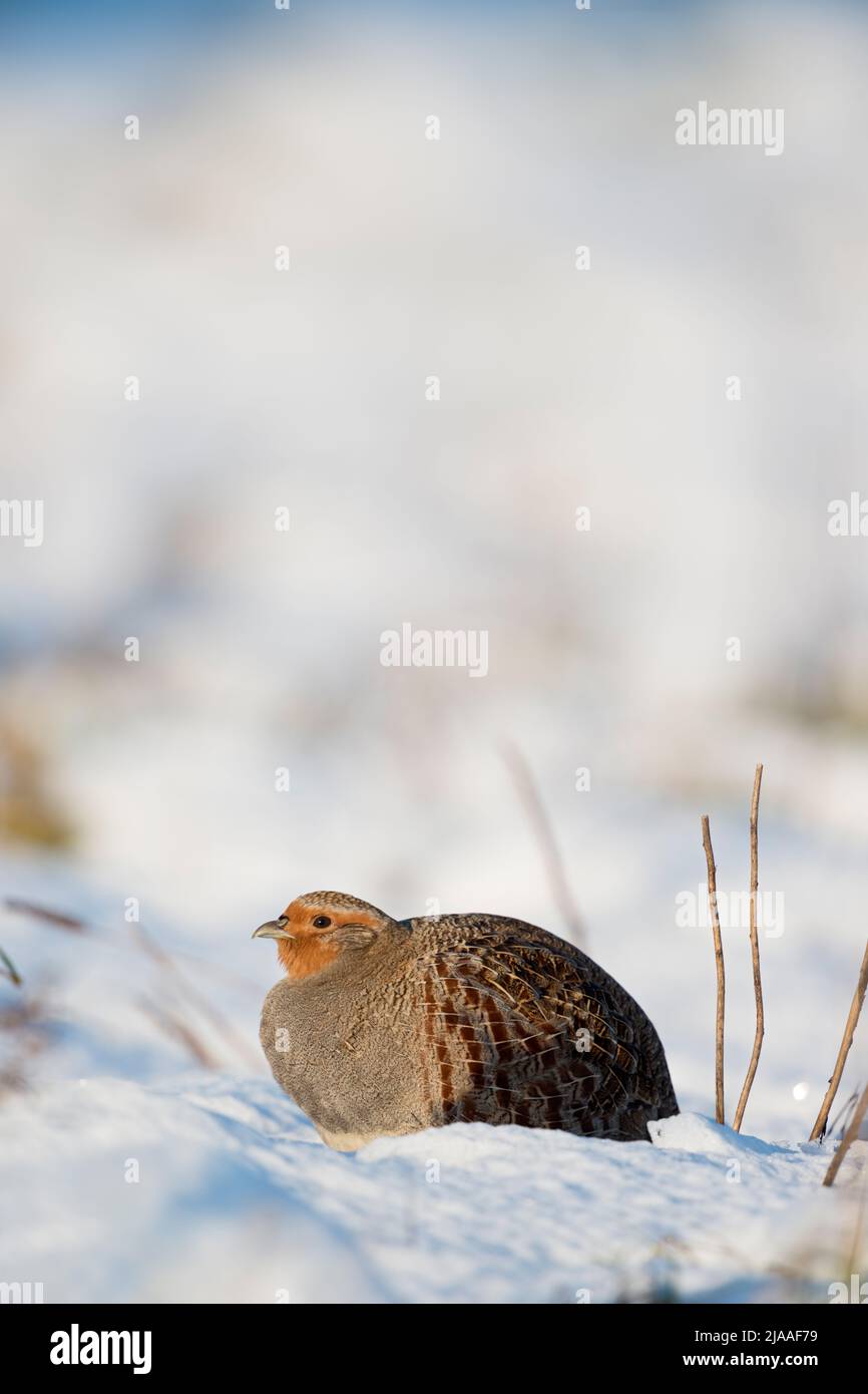 Grey Partridge / Rebhuhn ( Perdix perdix ), adult, sitting in fresh fallen snow, on a sunny winter morning, wildlife, Europe. Stock Photo