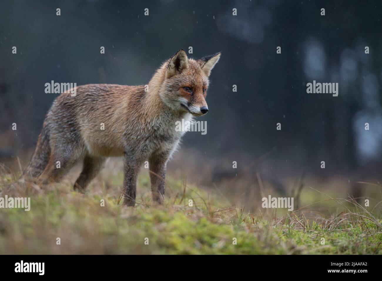Red Fox / Rotfuchs ( Vulpes vulpes ) adult, hunting on a clearing in front of a dark forest, concentrated watching, pointed ears, rainy day, at dawn, Stock Photo