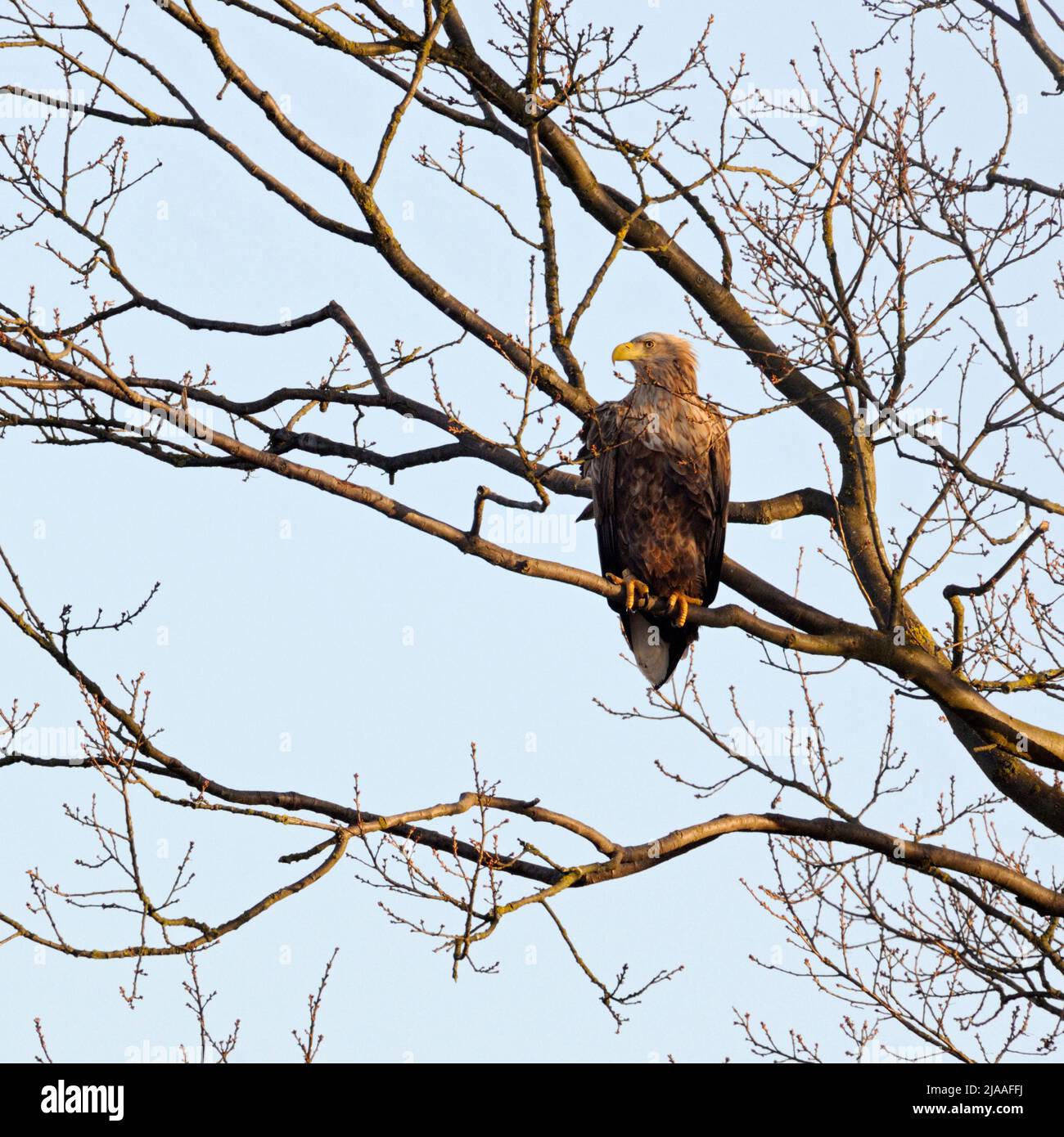 White tailed Eagle / Sea Eagle / Seeadler ( Haliaeetus albicilla ) perched high up in a tree, typical situation, wildlife, Europe. Stock Photo
