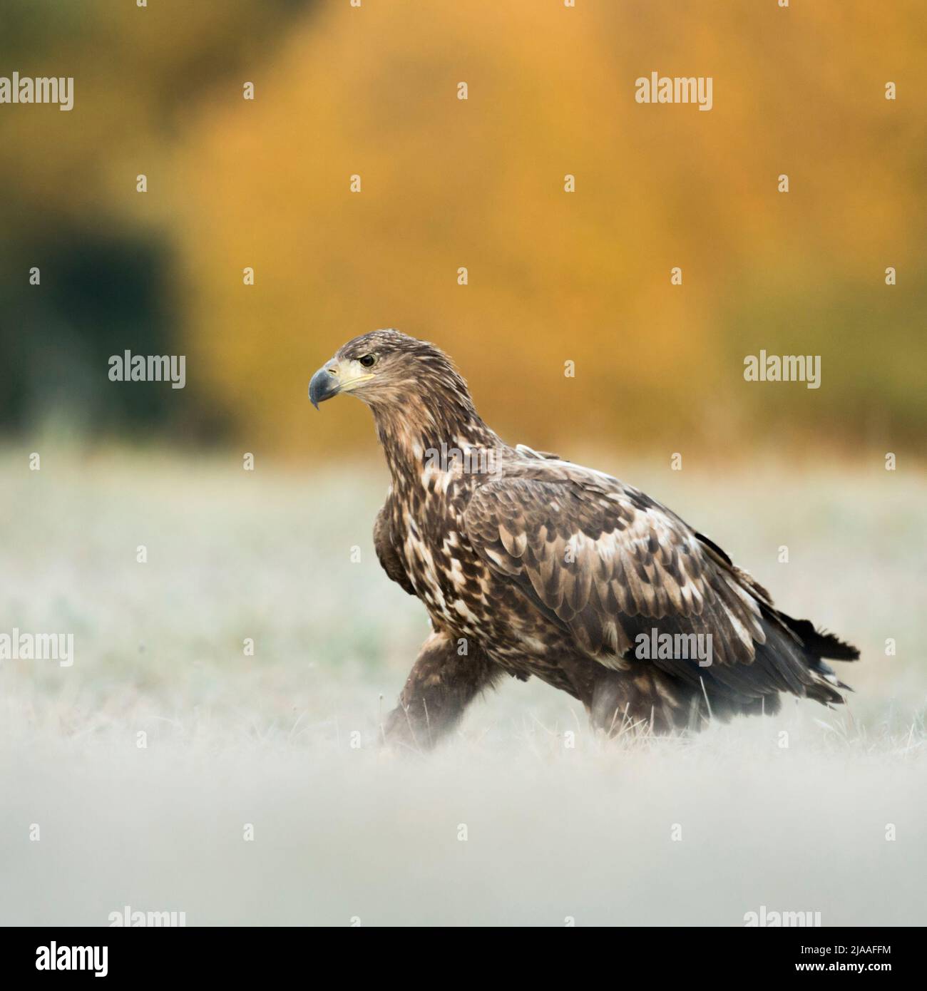 White-tailed Eagle / Sea Eagle / Seeadler ( Haliaeetus albicilla ) juvenile, walking over a frozen meadow, in front of beautiful coloured woods, wildl Stock Photo