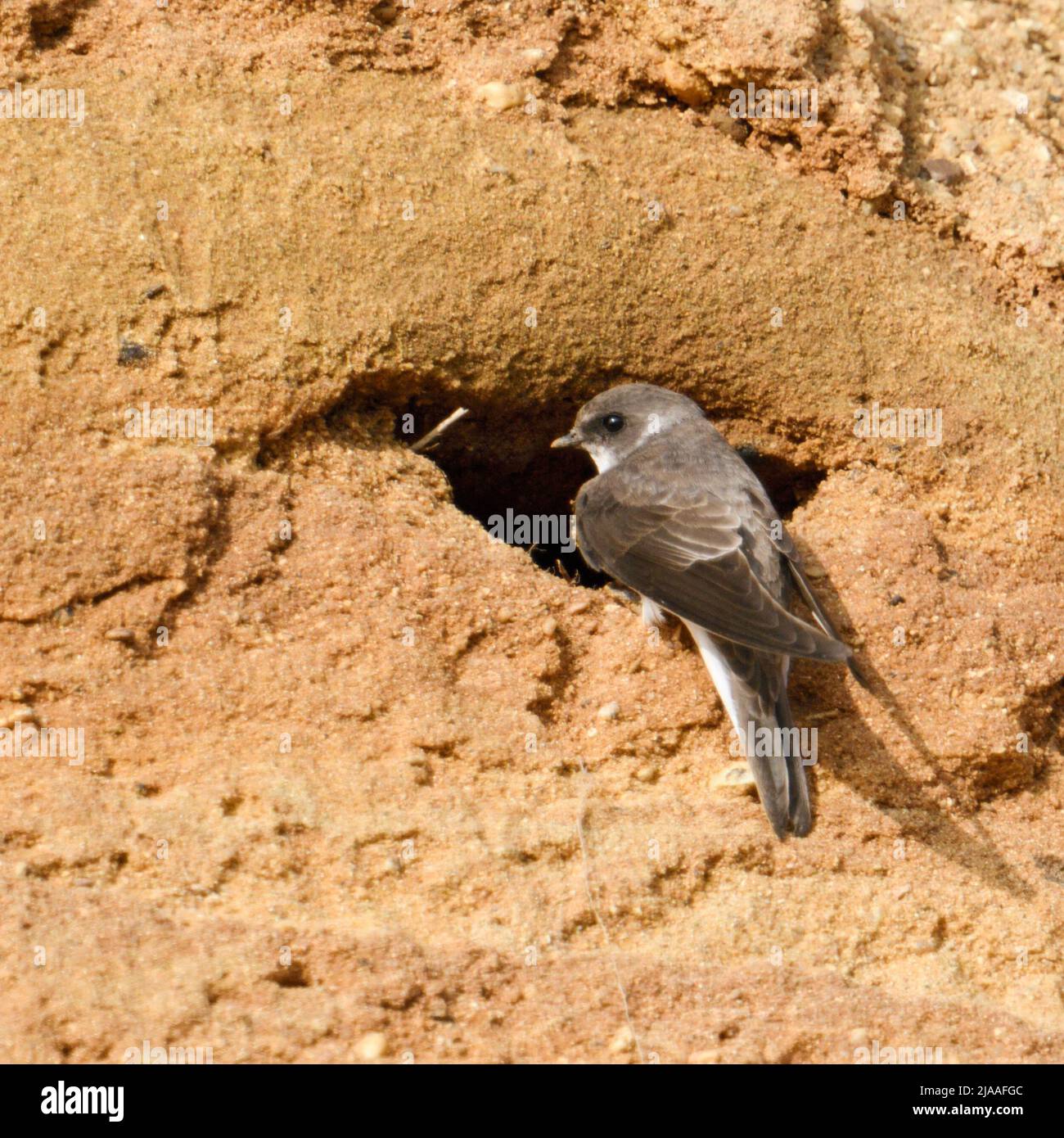 Sand Martin / Bank Swallow / Uferschwalbe ( Riparia riparia ) perched in front of its nest hole in breeding colony at river bank, backside view, wildl Stock Photo