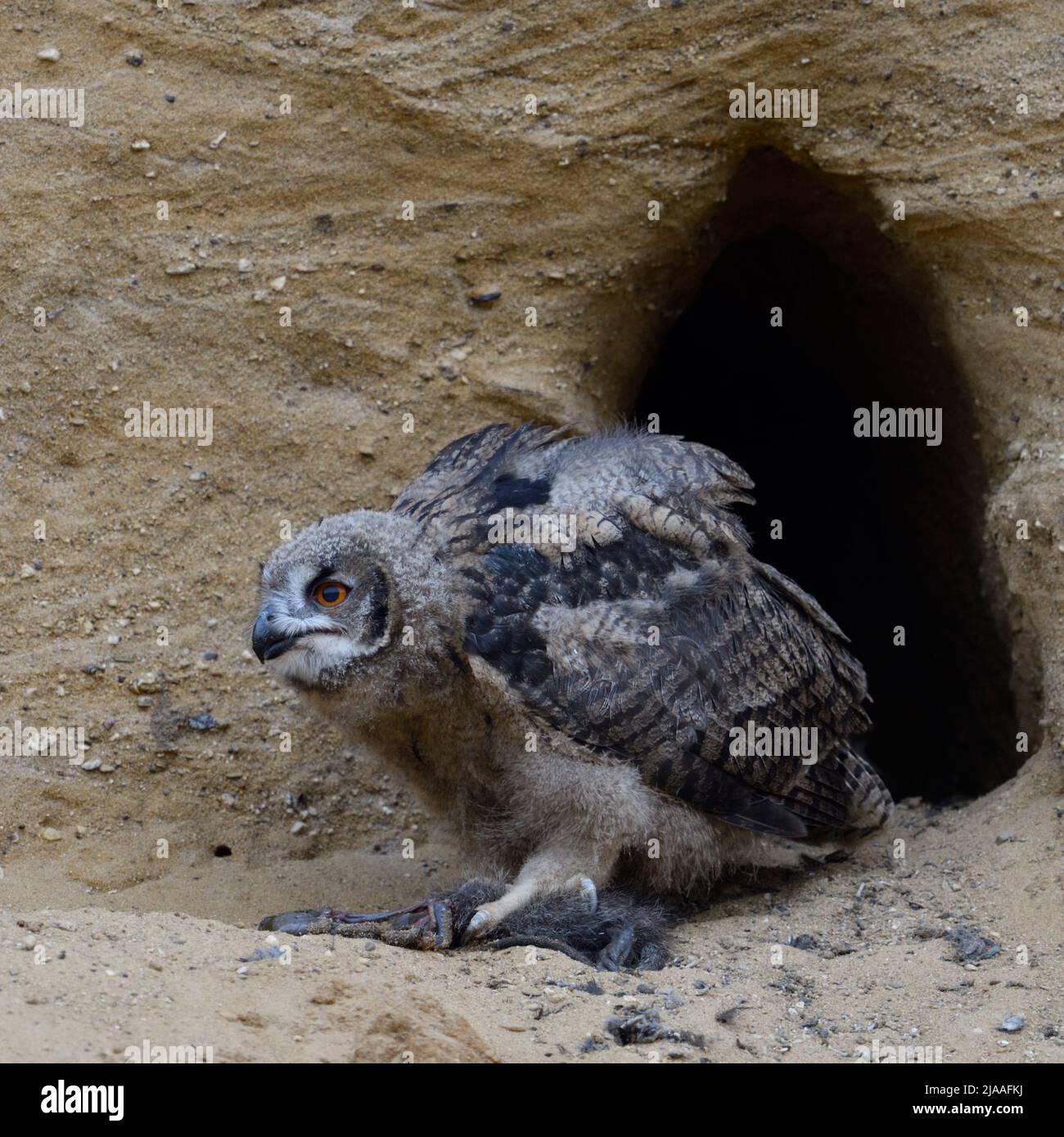 Eurasian Eagle Owl / Europaeischer Uhu ( Bubo bubo ), young chick at nesting site, feeding on prey ( nutria ), wildlife, Europe. Stock Photo