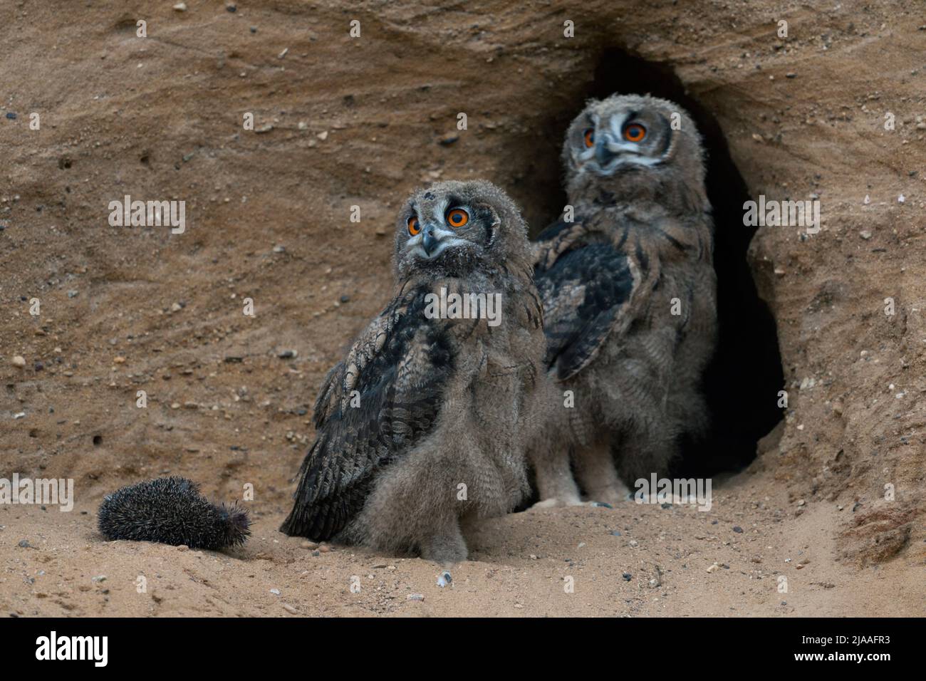 Eurasian Eagle Owls / Europaeische Uhus ( Bubo bubo ), chicks with the carcass of a hedgehog in front, at nesting site, at dusk, late in the evening. Stock Photo