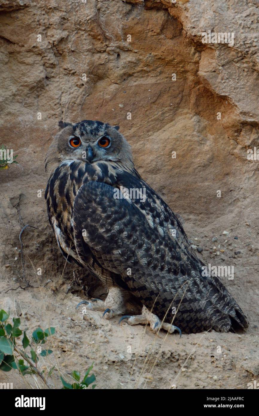 Eurasian Eagle Owl / Europaeischer Uhu ( Bubo bubo ), perched in the slope of a sand pit, watching directly, at dusk, nightfall, late evening, wildlif Stock Photo