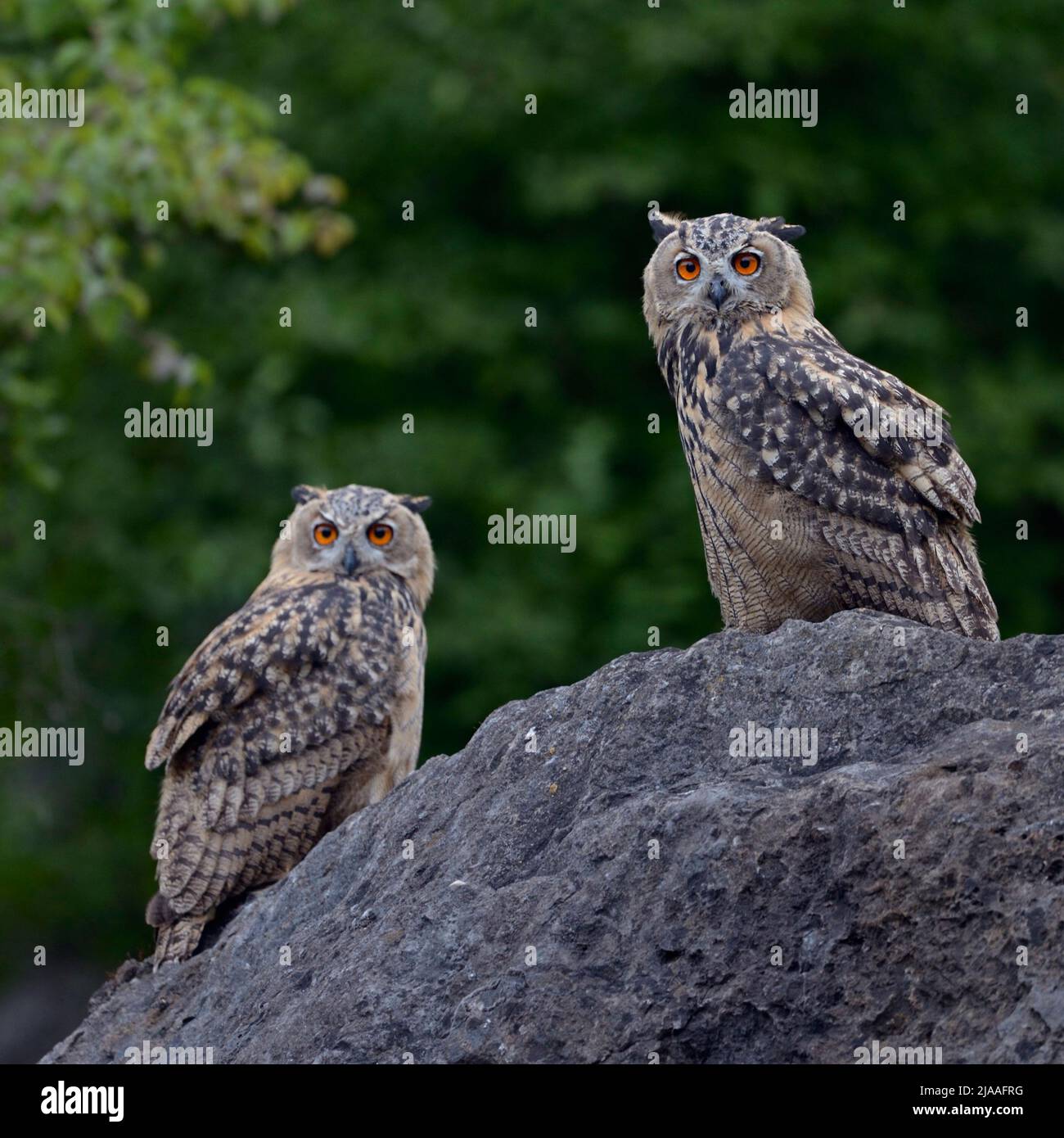 Eurasian Eagle Owls / Europaeische Uhus ( Bubo bubo ) two young owls perched next to each other on a huge rock in an old quarry, at dusk, wildlife, Eu Stock Photo