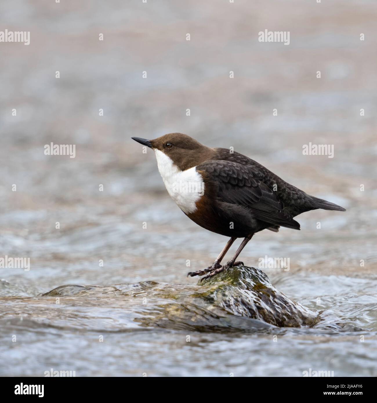 White throated Dipper / Wasseramsel ( Cinclus cinclus ) stands on a rock in fast flowing water, bobs up and down, hunting, wildlife, Europe. Stock Photo
