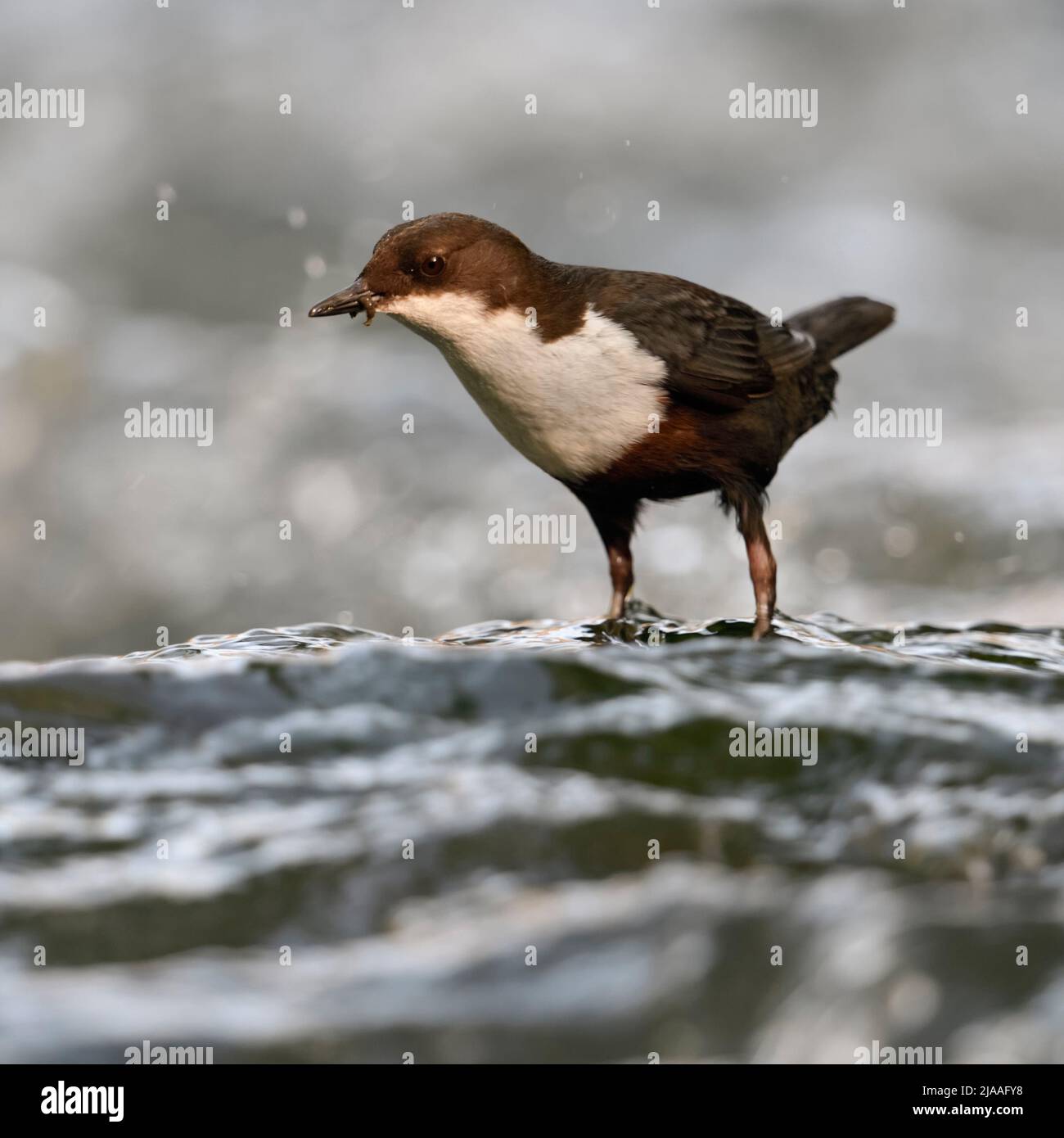 White throated Dipper ( Cinclus cinclus ) standing  in fast flowing water, searching for food, hunting for insects or larvae,  wildlife, Europe. Stock Photo