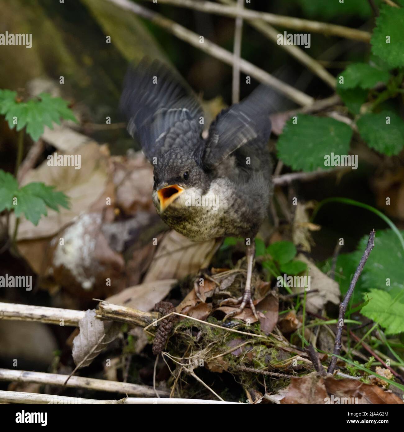 White throated Dipper ( Cinclus cinclus ), young chick, just fledged, begging for food loudly, wildlife, Europe. Stock Photo