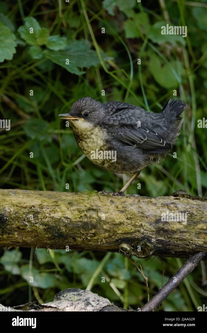 White throated Dipper ( Cinclus cinclus ), young bird, perched on fallen tree, calling for adult, waiting for food, detailed side view, wildlife, Euro Stock Photo