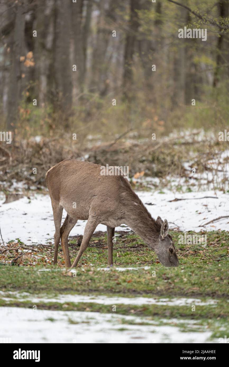 Deer standing in a forest at winter Stock Photo - Alamy