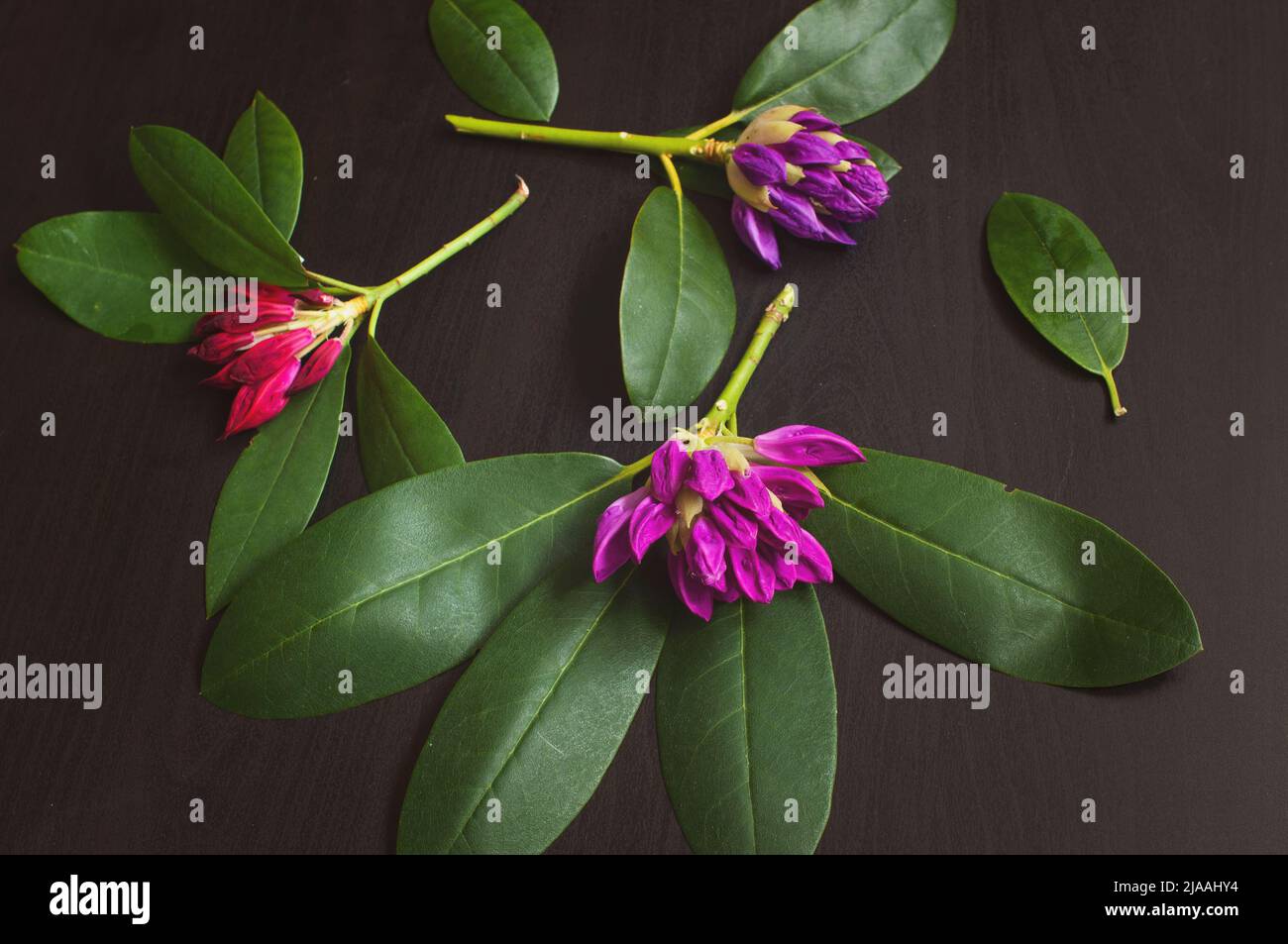 Pink rhododendron flowers are randomly arranged on a wooden black background. Graceful azalea flowers on a dark background. Stock Photo