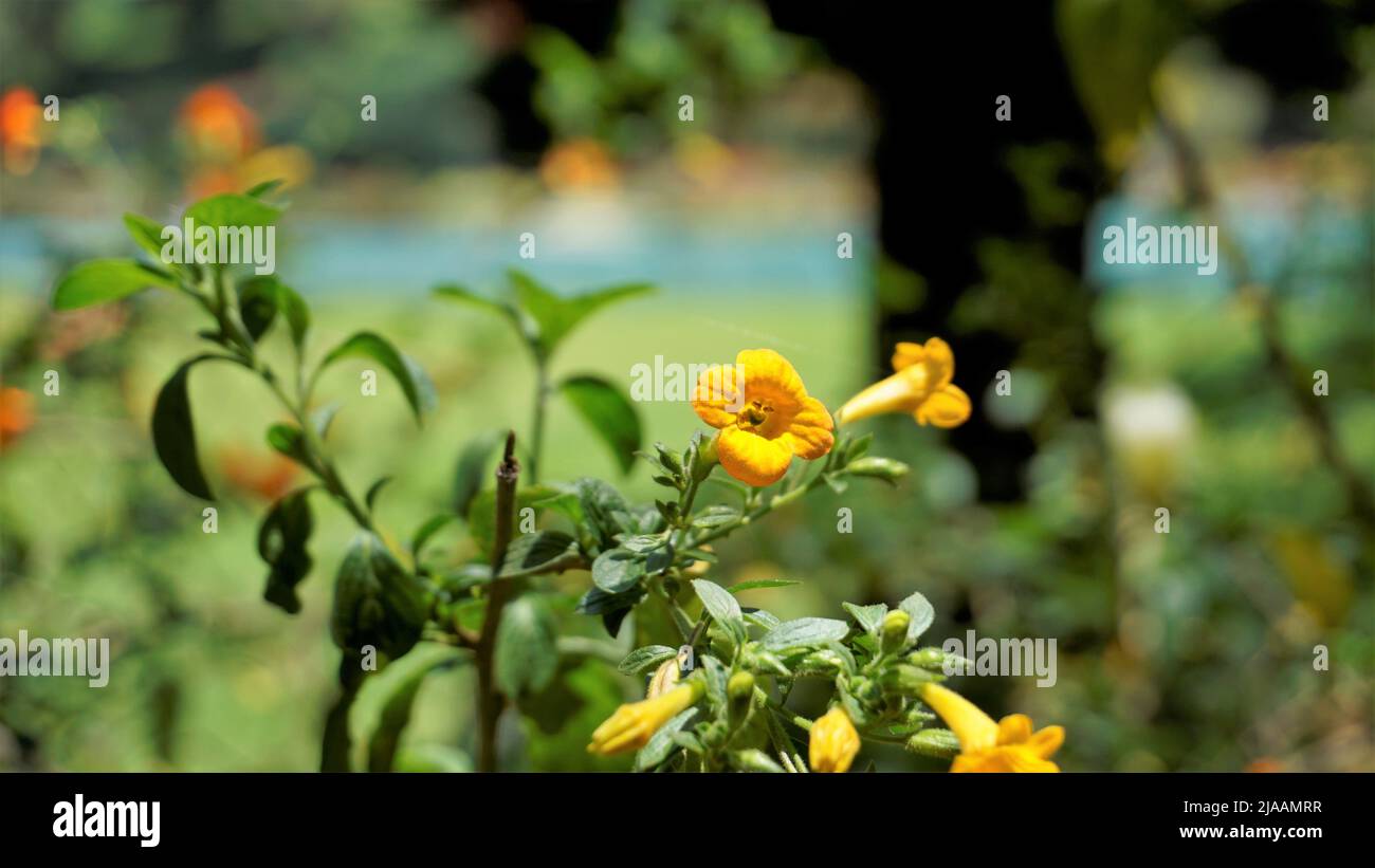 Beautiful flowers of Streptosolen jamesonii also known as marmalade bush, orange browallia, Firebush etc. Spotted in ooty, India Stock Photo
