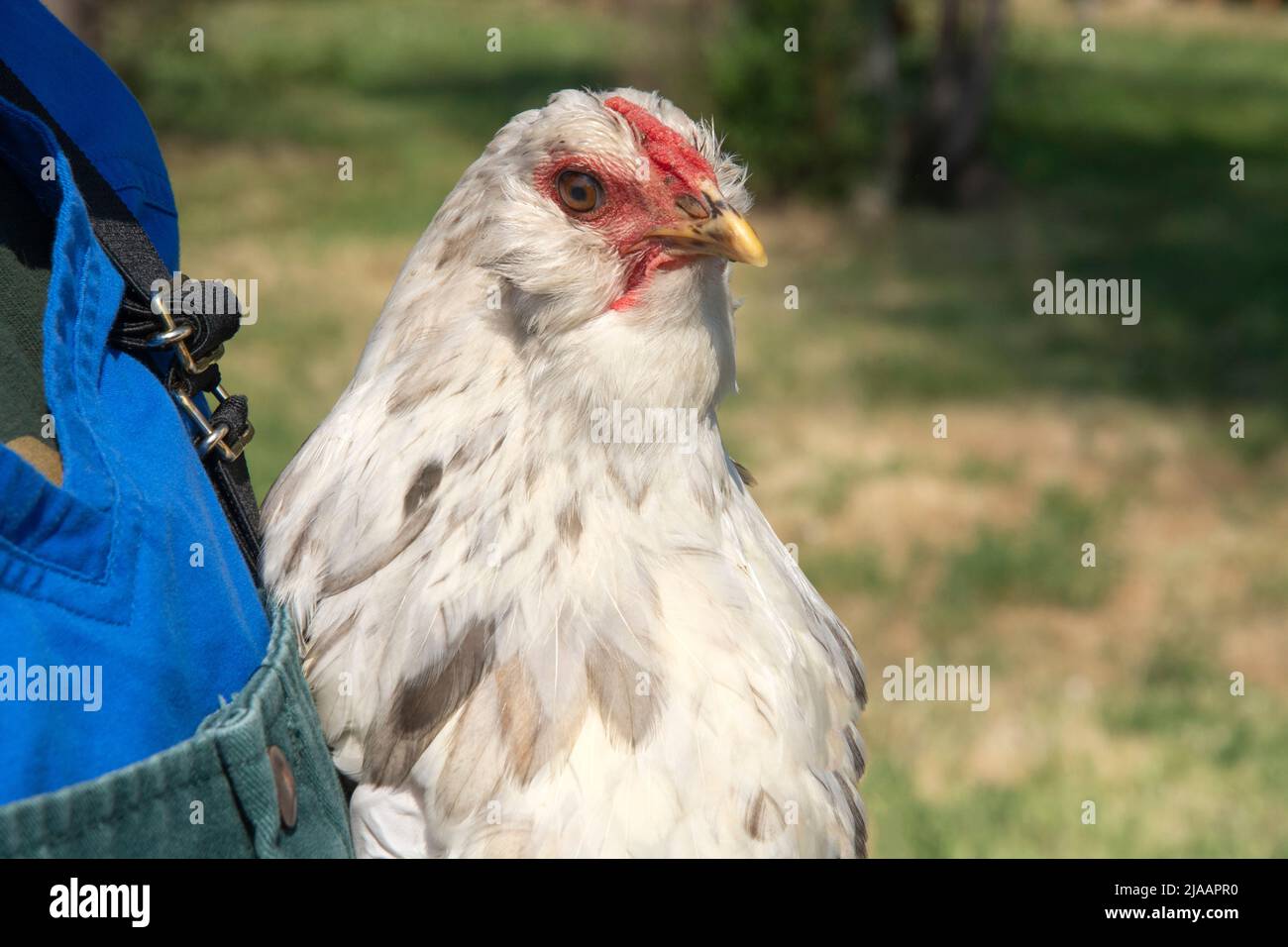 Farmer in overalls holding mixed breed chicken with white feathers Stock Photo