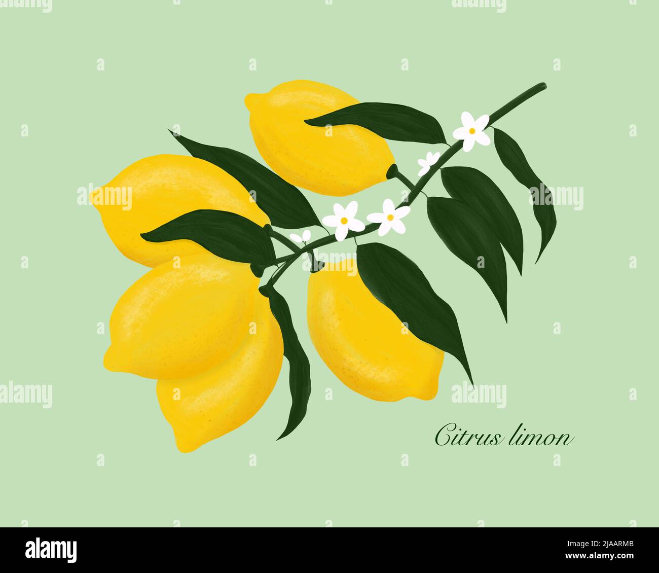 Lemon. Citrus limon. Yellow lemons on lemon tree branch with blossoms and dark green leaves. Hand-drawn painting. Botanical gouache illustration. Stock Photo