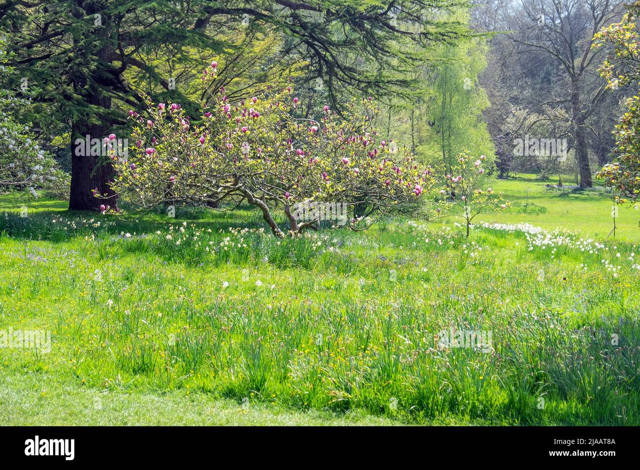 Old magnolia tree hi-res stock photography and images - Alamy