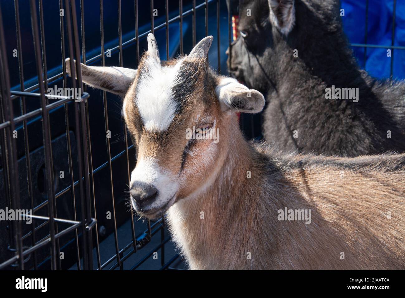 Baby kid goat with horns in livestock pen at farmer's market Stock Photo