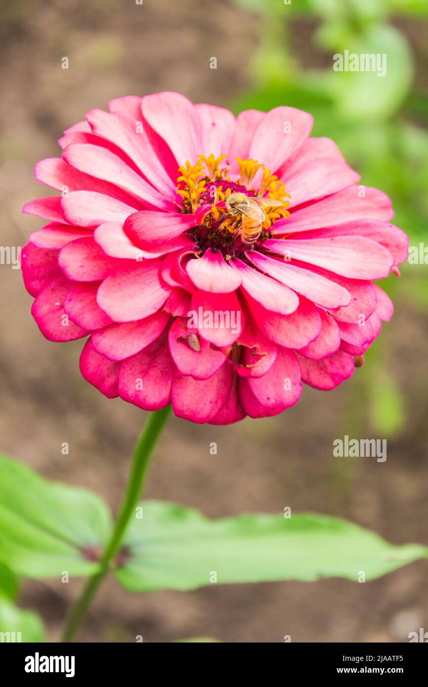 Pink Straw flower Stock Photo