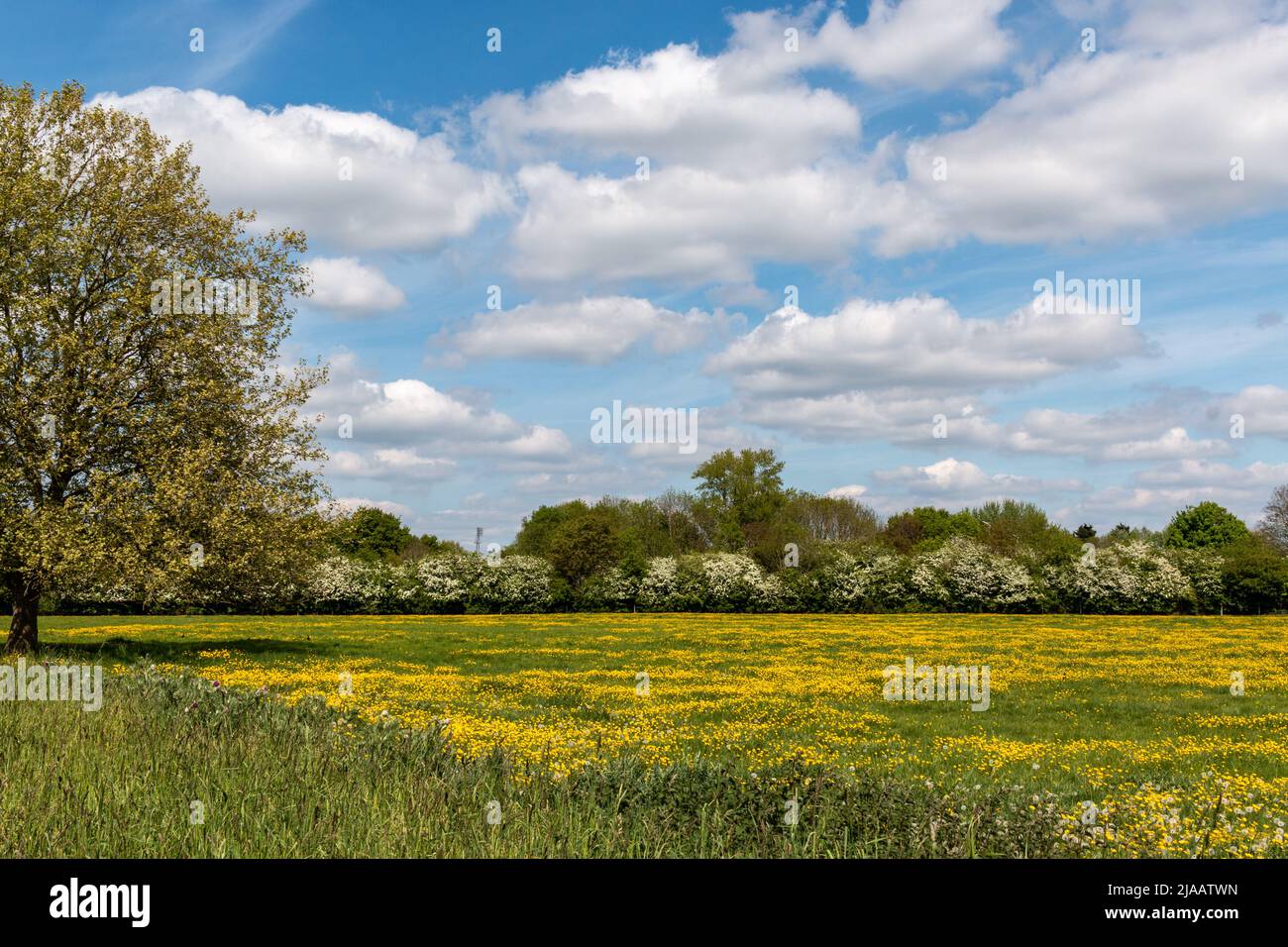 Coldhams Common, beneath a bright blue sky, is covered with many bright yellow buttercups (ranunculus bulbosus), Cambridge, UK Stock Photo