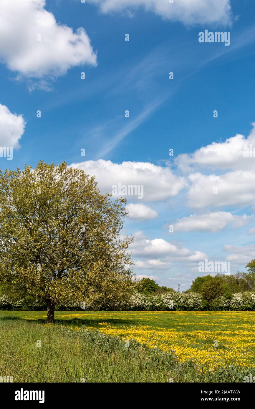 Coldhams Common, beneath a bright blue sky, is covered with many bright yellow buttercups (ranunculus bulbosus), Cambridge, UK Stock Photo