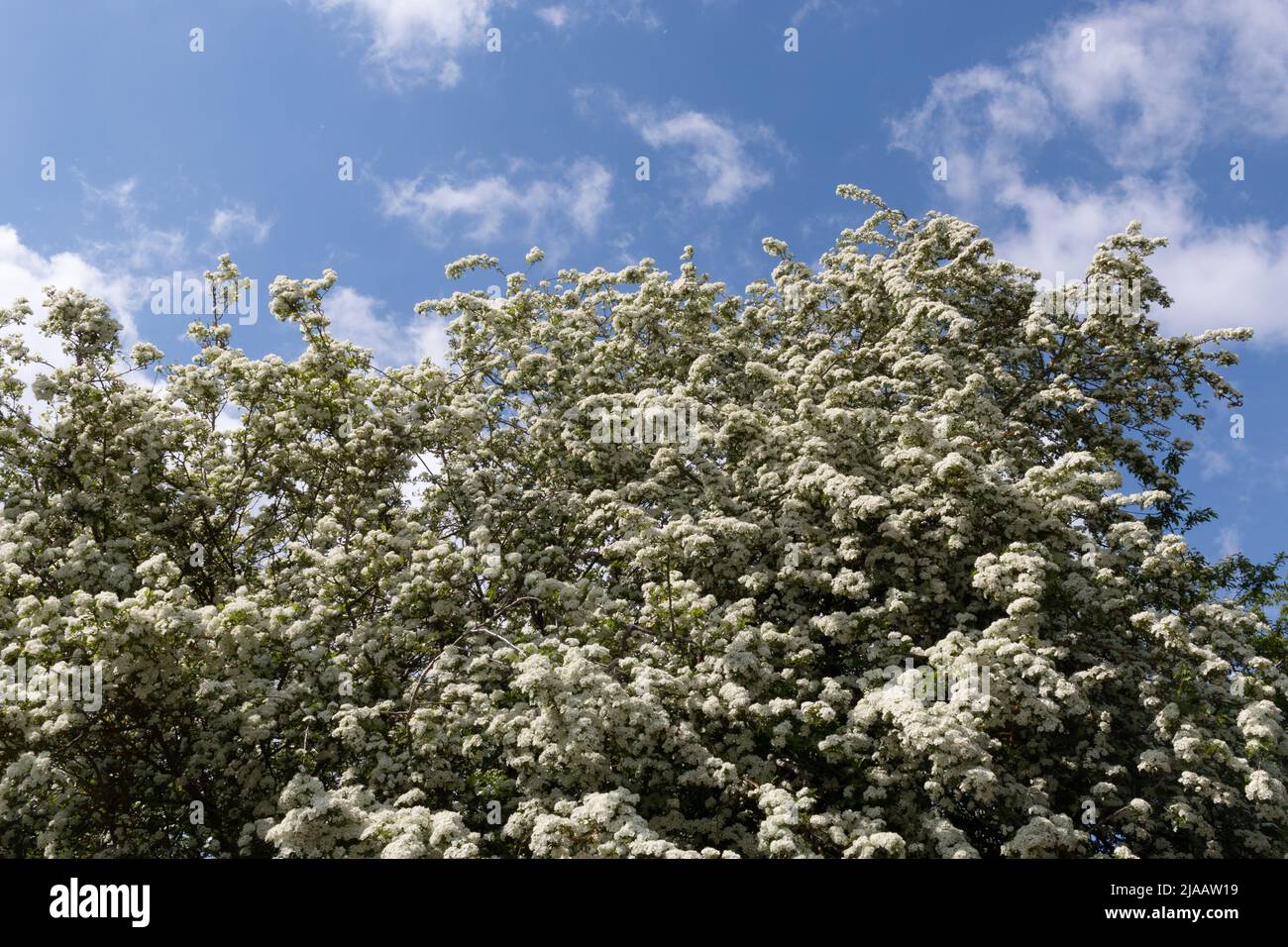 In the hedgerow a common hawthorn (Cretaegus Monogyna) is covered in white blossoms, Cambridge, UK Stock Photo
