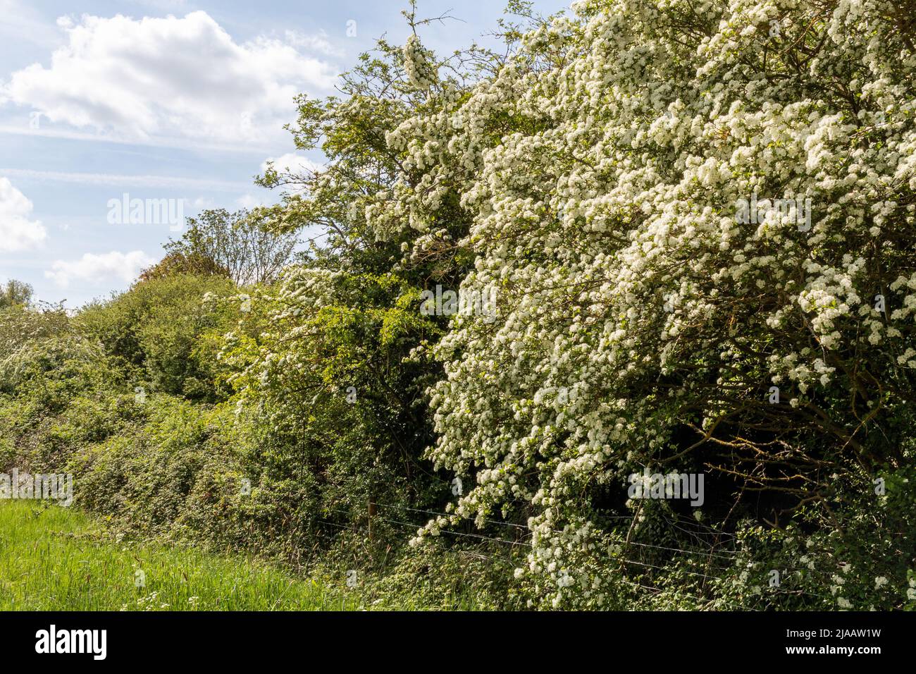 In the hedgerow a common hawthorn (Cretaegus Monogyna) is covered in
