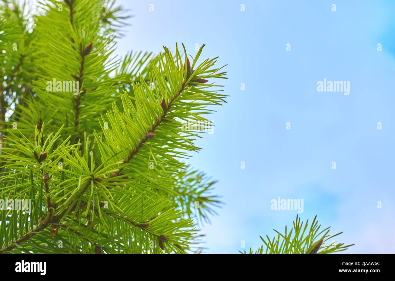 Light green young branches of a pine tree against the blue sky Stock ...