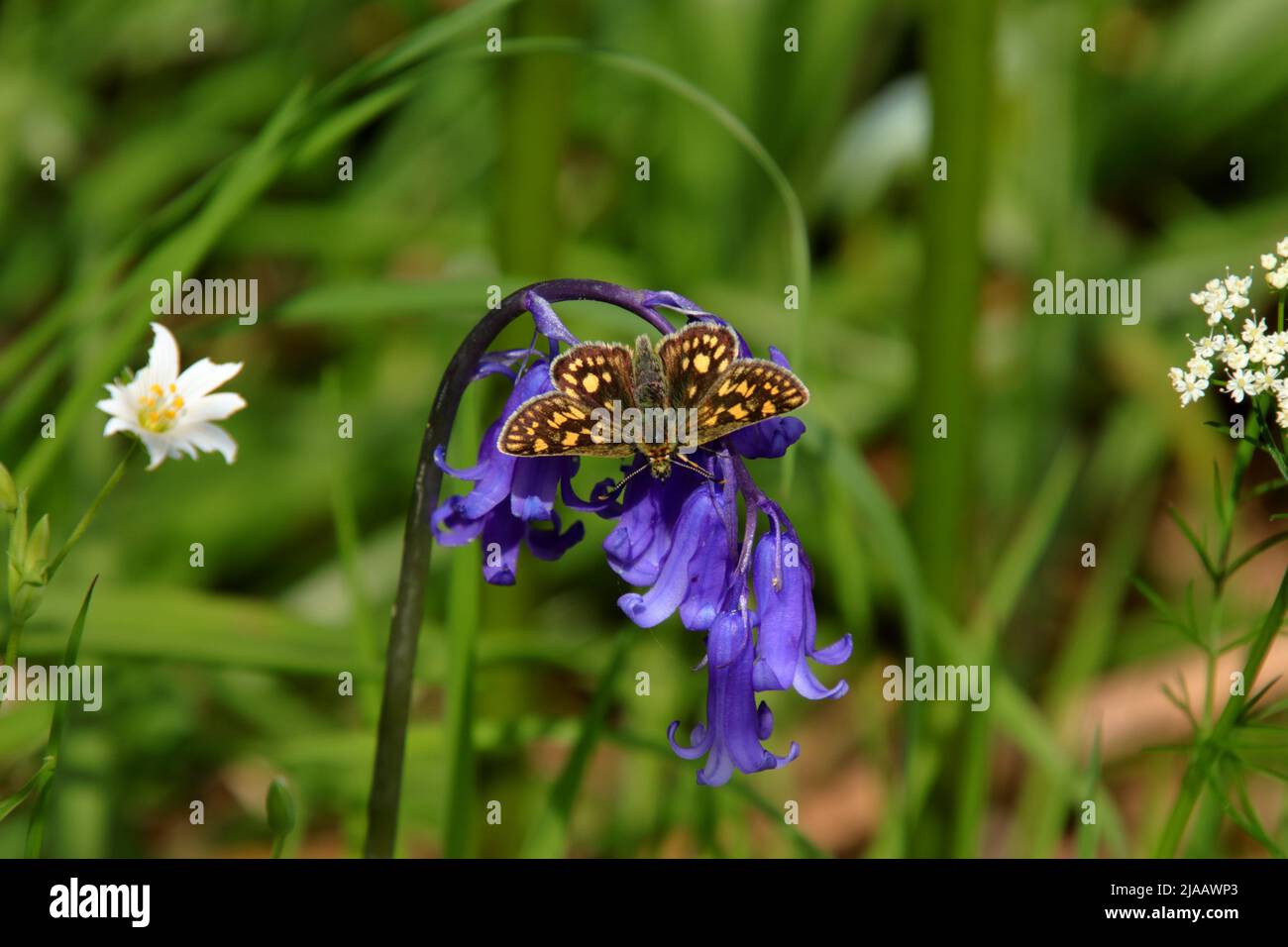 Chequered Skipper on native bluebell Stock Photo