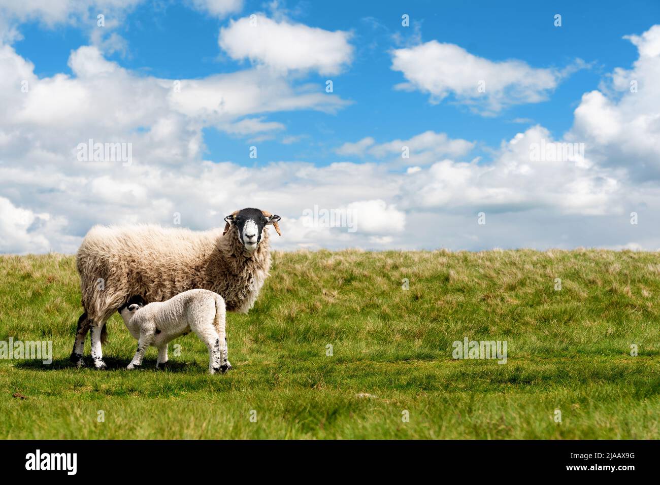 The grazing sheep and lamb on the meadow in Peak District against the ...