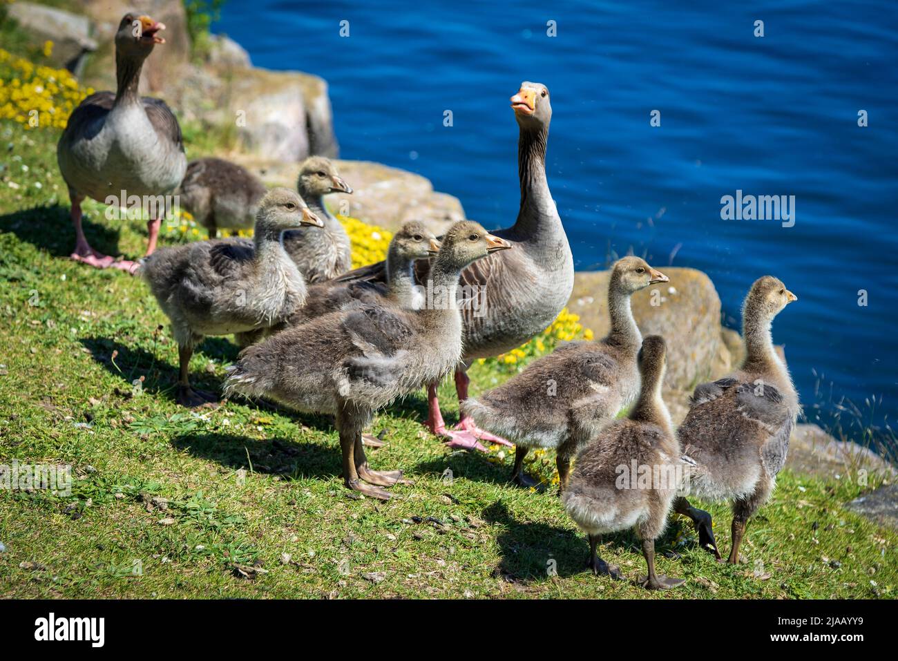 Family of greylag geese on Southport Marine Lake. Stock Photo