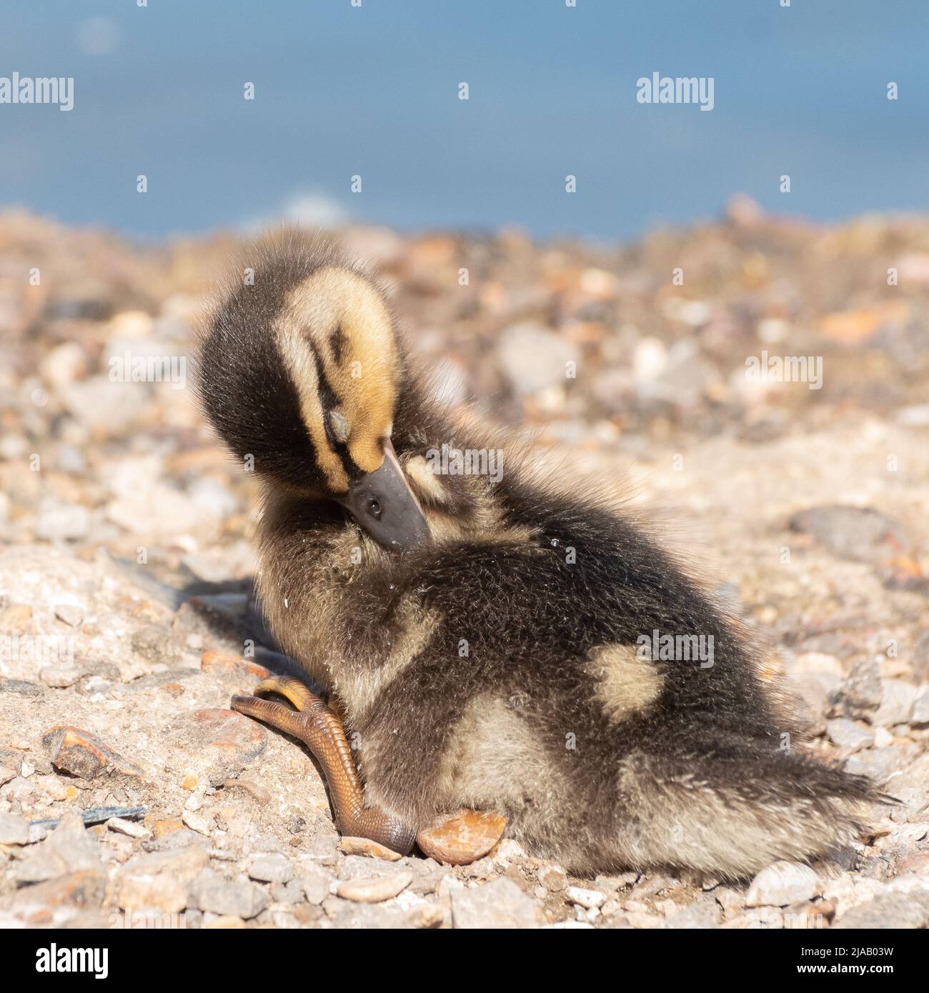 Sleeping duckling on Southampton Common Stock Photo Alamy