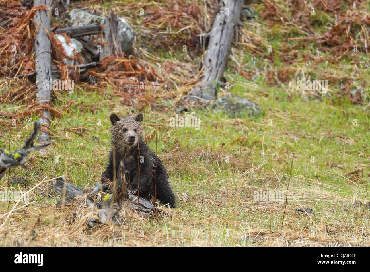 Grizzly Bear Cub in a forest in Yellowstone National Park, Wyoming Stock Photo