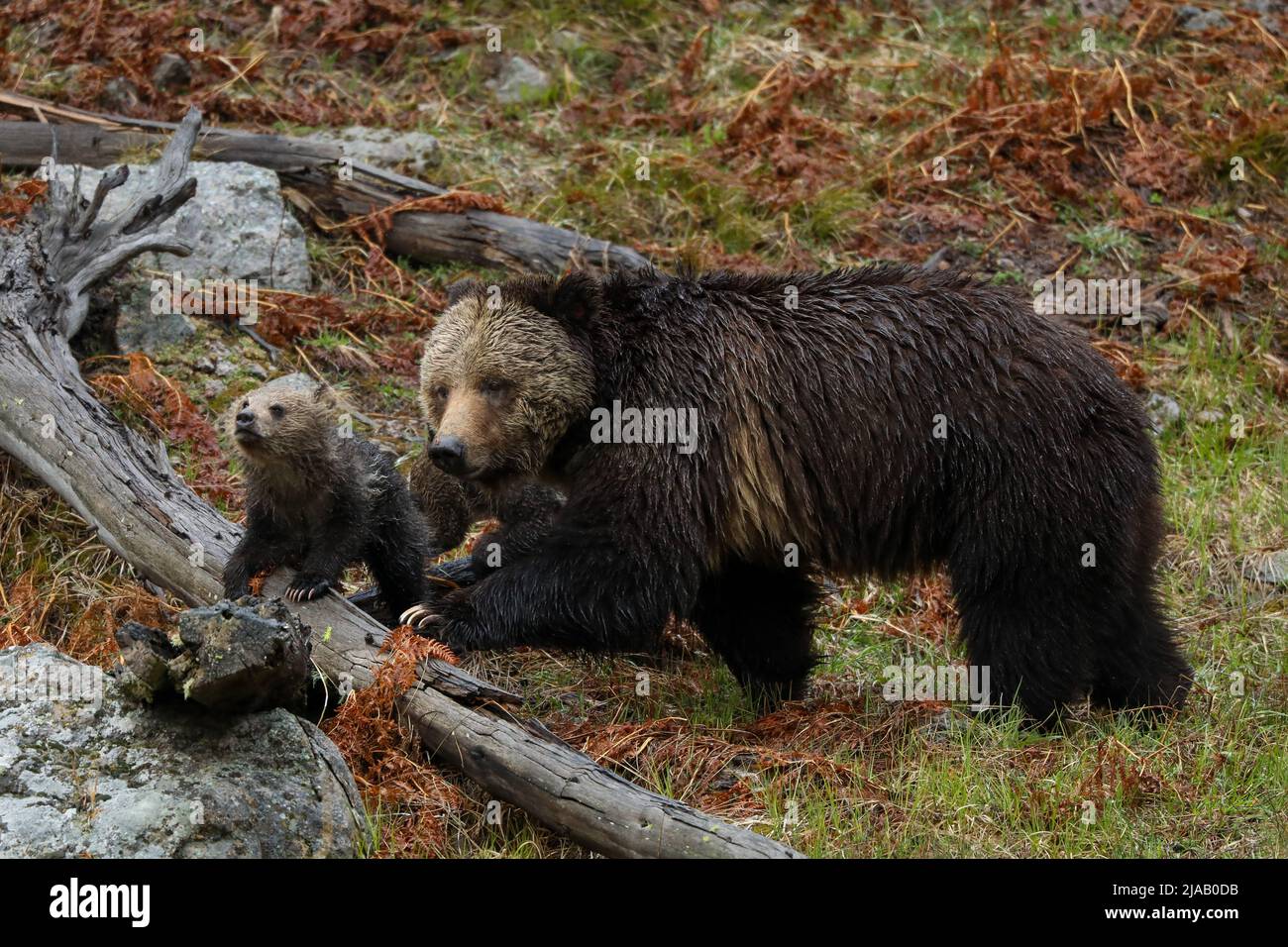 Grizzly Bear and cubs crossing a log in Yellowstone National Park Stock Photo