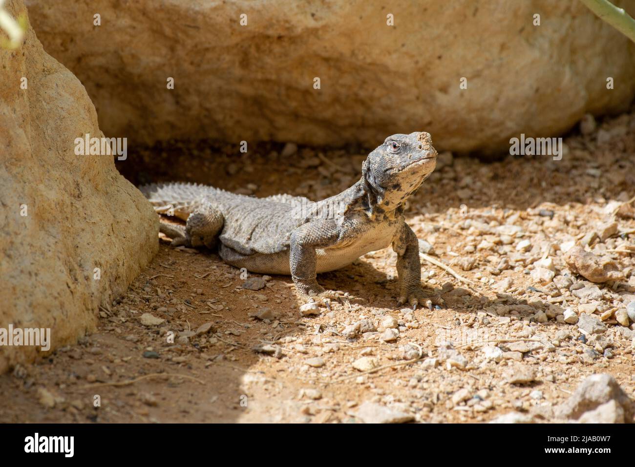 A green Leiptien's Spiny Tailed Lizard (Uromastyx aegyptia leptieni) close up peering out of the rocks. Stock Photo