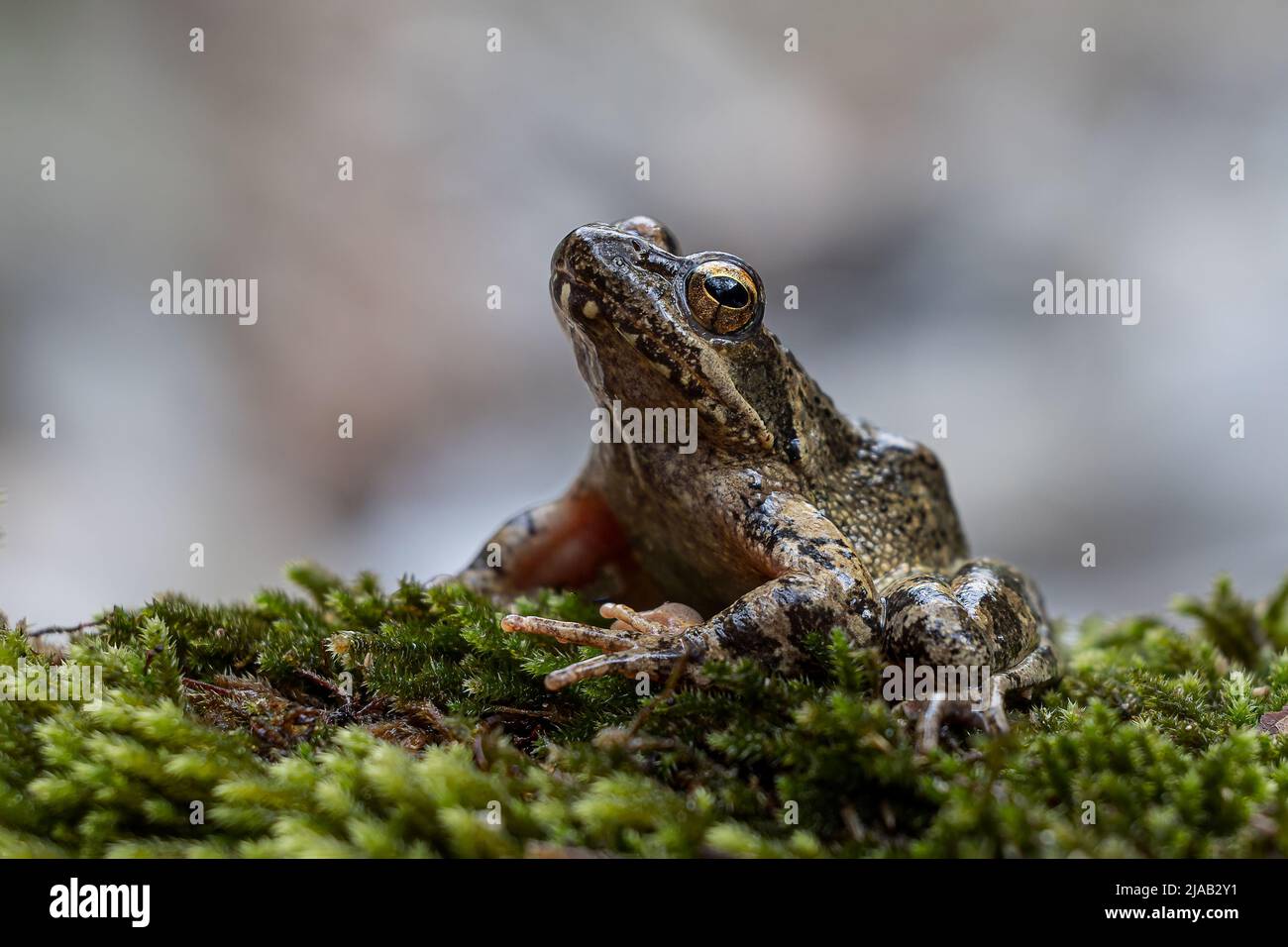 Greek Stream Frog Stock Photo