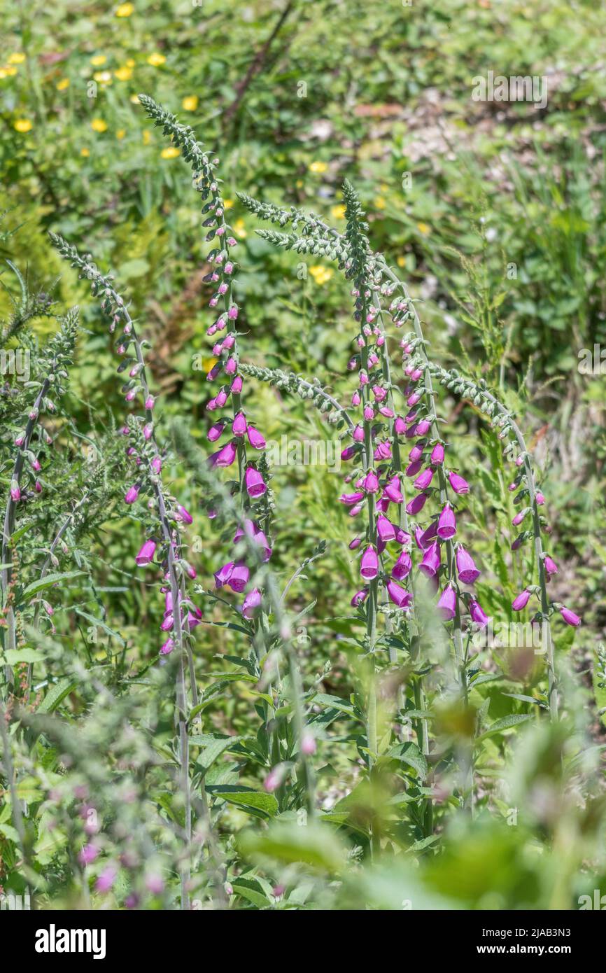 Flower spikes of purple Foxglove / Digitalis purpurea flowers growing in hedgerow in sunshine. Formerly used in herbal remedies, home cures, remedies. Stock Photo