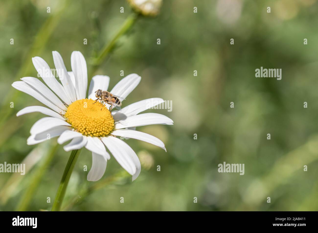 Close-up shot of wasp-like winged insect on single white flower of Oxeye Daisy / Leucanthemum vulgare in sunshine. Oxeye Daisy used in herbal cures. Stock Photo