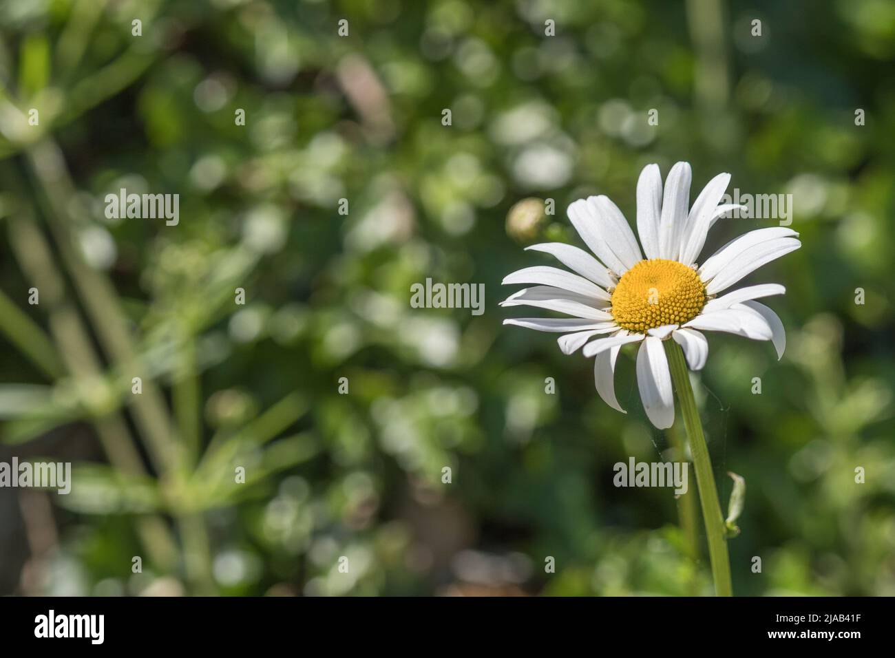 Close-up shot of single white flower of Oxeye Daisy / Leucanthemum vulgare in sunshine. Oxeye Daisy once used as medicinal plant in herbal remedies. Stock Photo