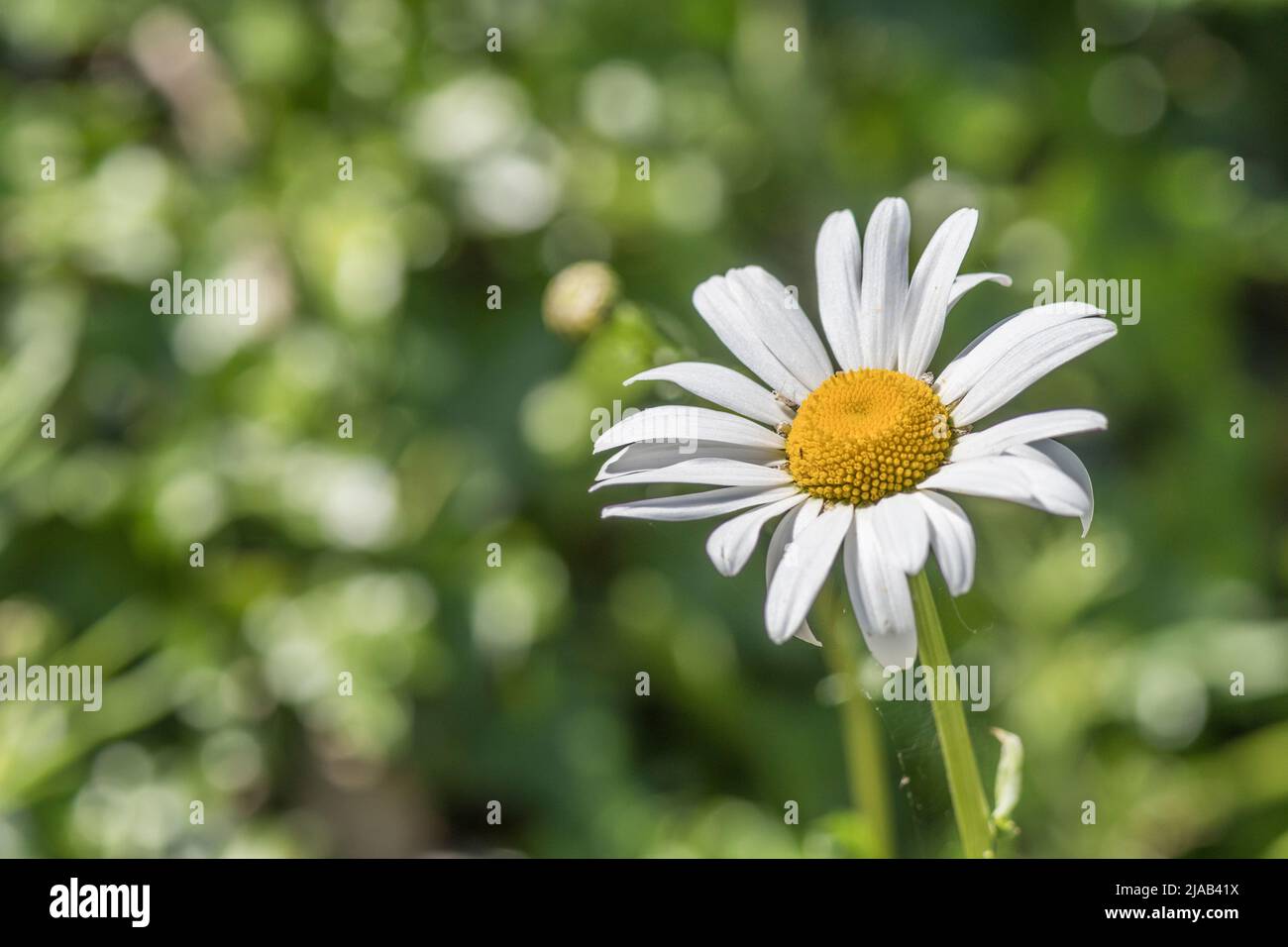 Close-up shot of single white flower of Oxeye Daisy / Leucanthemum vulgare in sunshine. Oxeye Daisy once used as medicinal plant in herbal remedies. Stock Photo