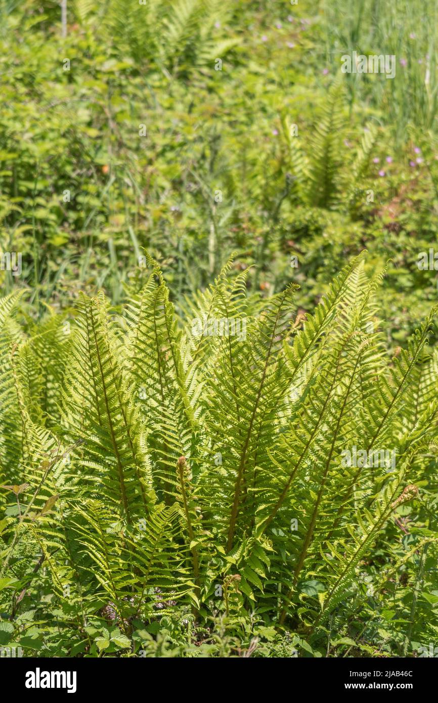 Unidentified species of fern in Cornwall hedgerow in early summer sunshine. For fern fronds, pteridology, leaf tufts. Some ferns were used medicinally. Stock Photo