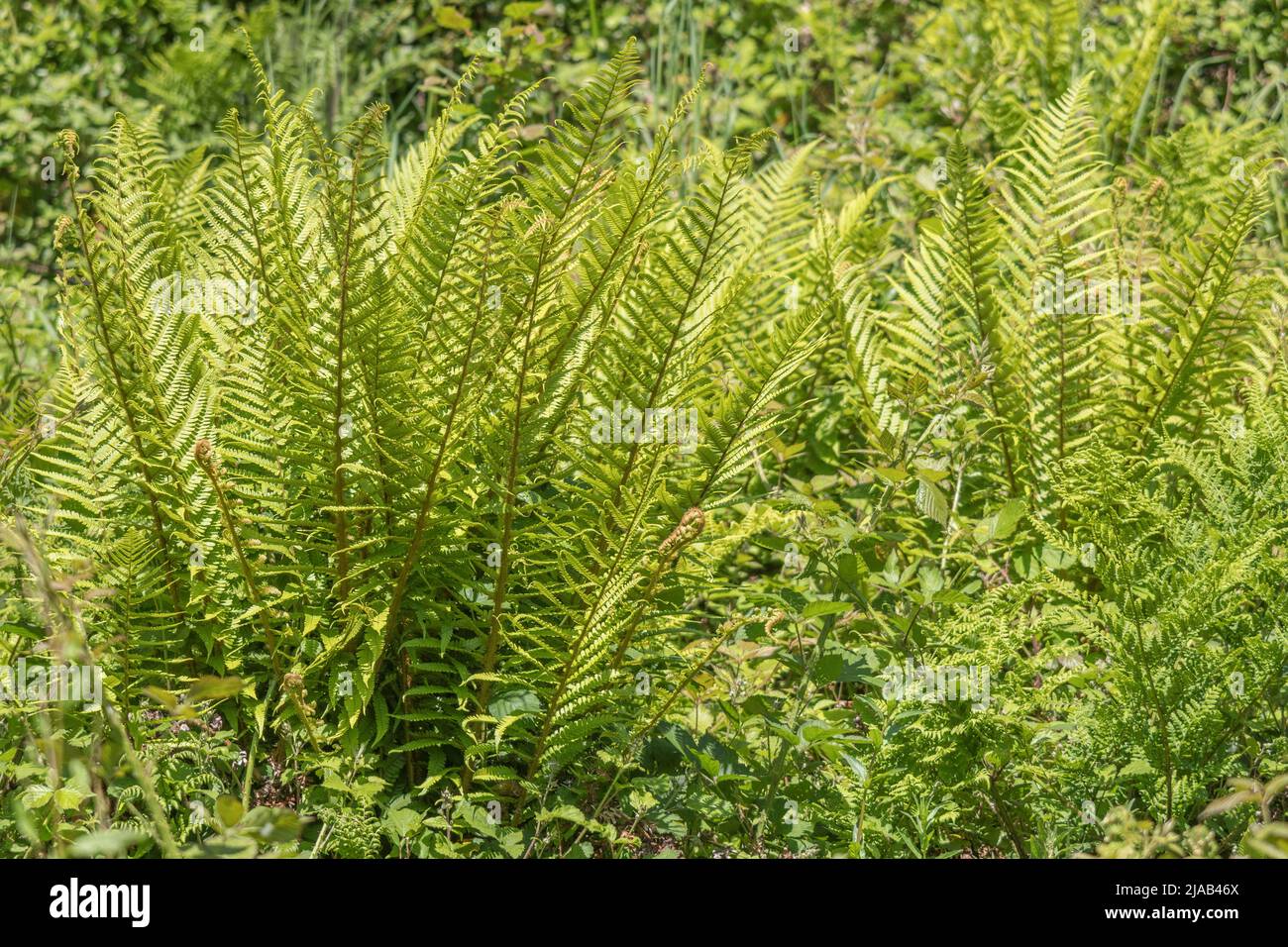 Unidentified species of fern in Cornwall hedgerow in early summer sunshine. For fern fronds, pteridology, leaf tufts. Some ferns were used medicinally. Stock Photo