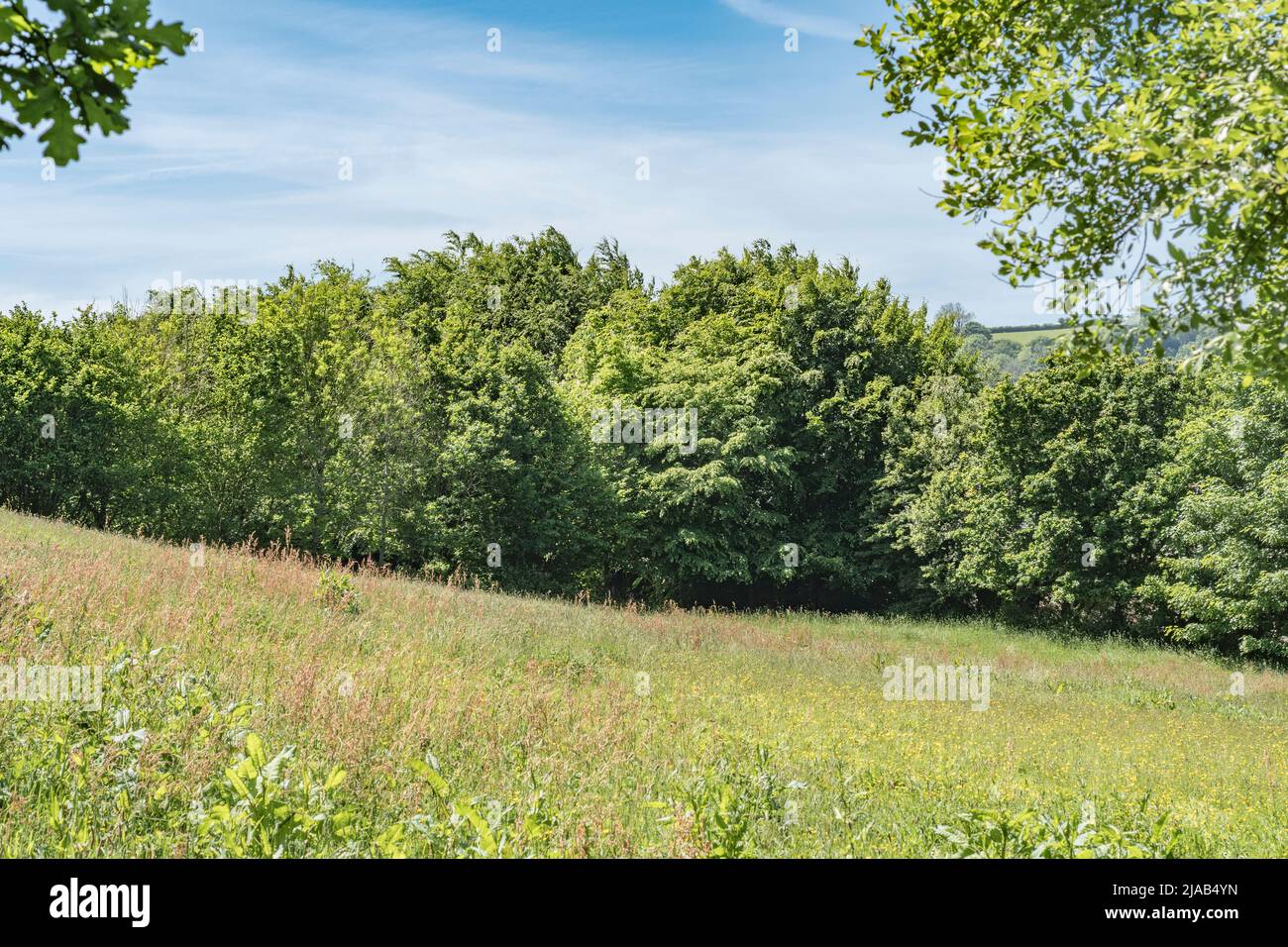 UK pasture field, grazing or hay field in early summer sun. Focus on treeline and horizon of grass. For UK farming and agriculture, agricultural weeds Stock Photo