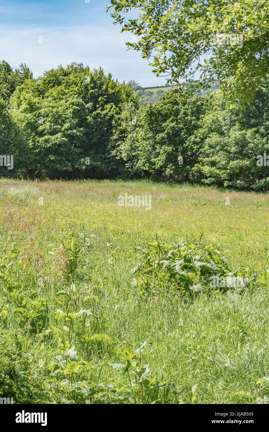 UK pasture field, grazing / hay field in early summer sun. Focus on weeds in lower part of picture. For UK farming and agriculture, agricultural weeds Stock Photo