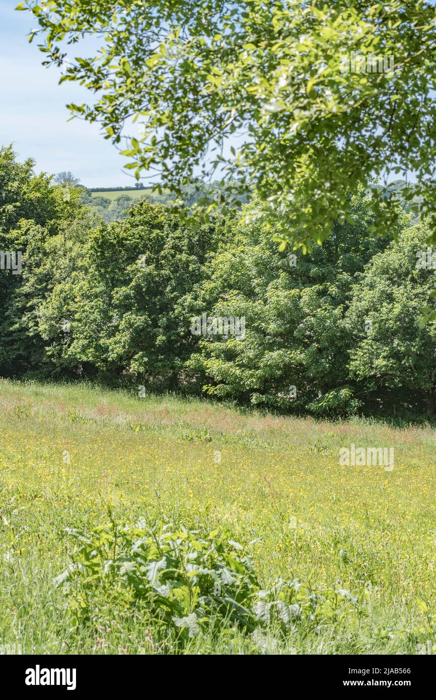 UK pasture field, grazing or hay field in early summer sun. Focus on treeline mid-picture. For UK farming and agriculture. Stock Photo