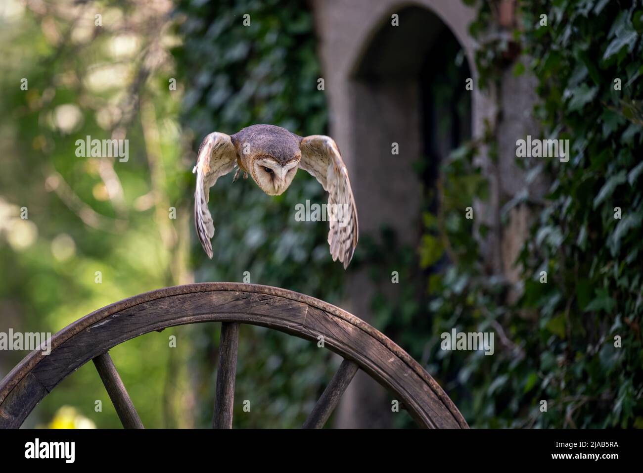 The barn owl sits on a stake and watches the surroundings. Stock Photo