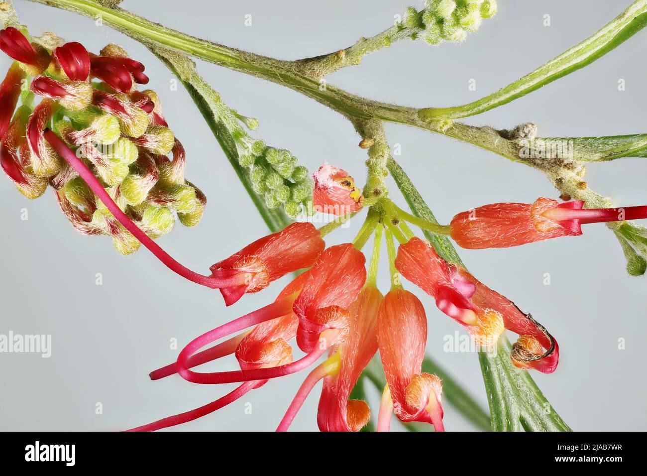 Isolated stem of Grevillea 'Winpara Gem' flowers and buds. Australian native plant. Stock Photo