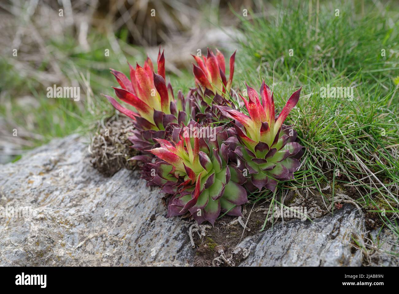 Houseleek on rock (Sempervivum tectorum) along a hiking trail in Ligurian Alps, Piedmont Region, Italy Stock Photo
