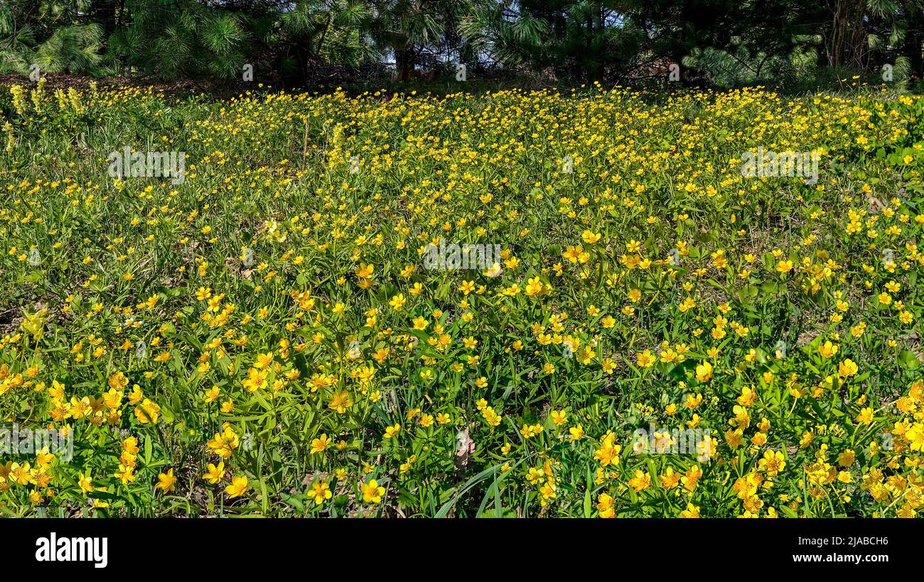 Yellow buttercups (Ranunculus) in a forest clearing - spring rural landscape. Many golden little wild flowers on sunny woods glade. Blossoming spring Stock Photo